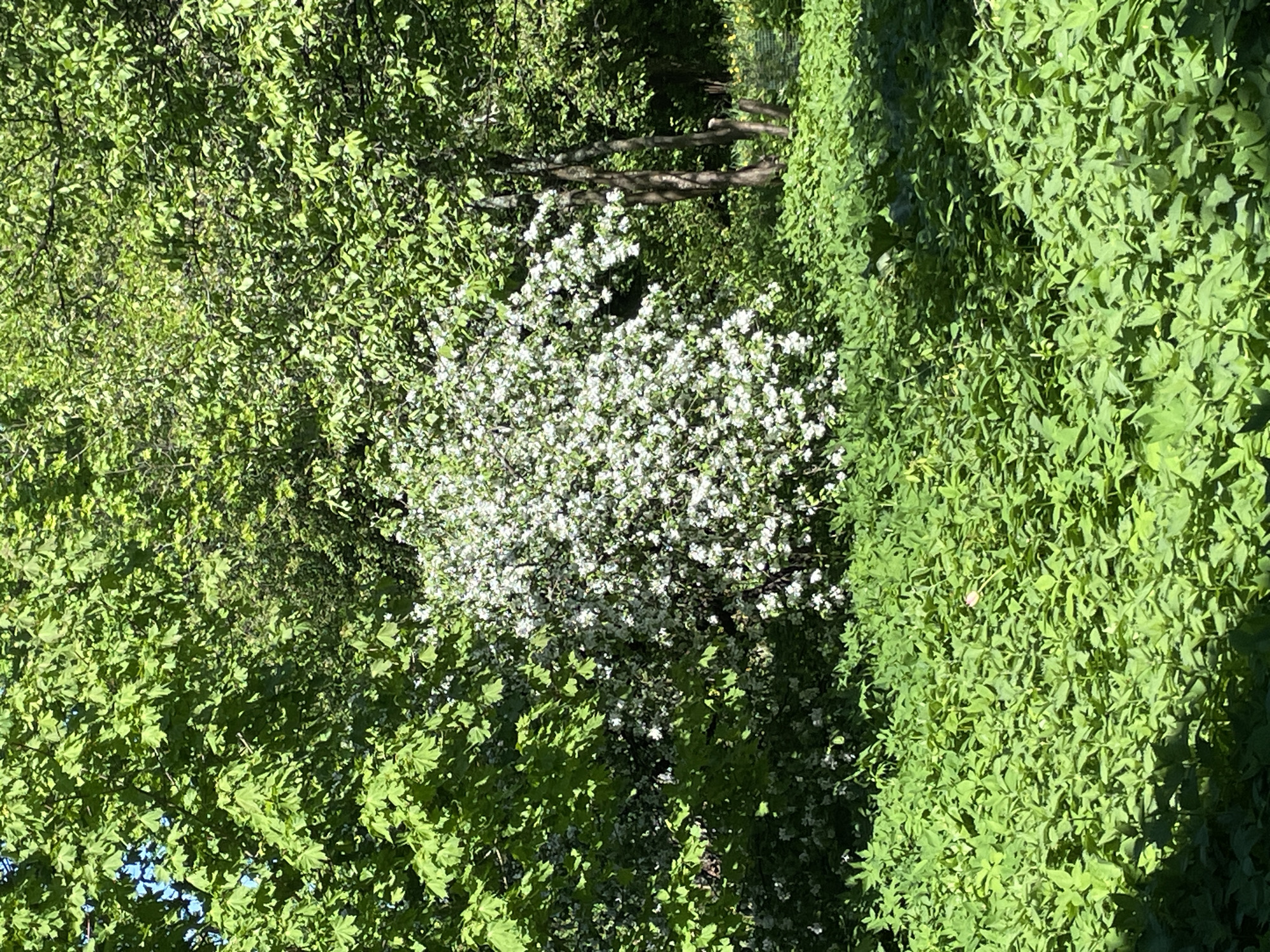 The image presents a lush, green scene, likely taken in the city of Priozersk, Russia. Dominating the view is a large bush or tree densely covered in vibrant white flowers, possibly in full bloom. The flowering bush is nestled among an abundance of green foliage, consisting of varied leaf types and textures, suggesting a mix of tree or shrub species. Sunlight filters through the leaves, creating dappled light patterns and contrasting shadows, adding depth and dimension to the scene. To the right of the image, a dense wall of green foliage appears to form a hedge or border. The overall impression is one of a thriving, natural environment within an urban or suburban setting. No people, direct actions, or interactions are discernible. The environment is characterized by healthy, flourishing greenery and bright daylight.