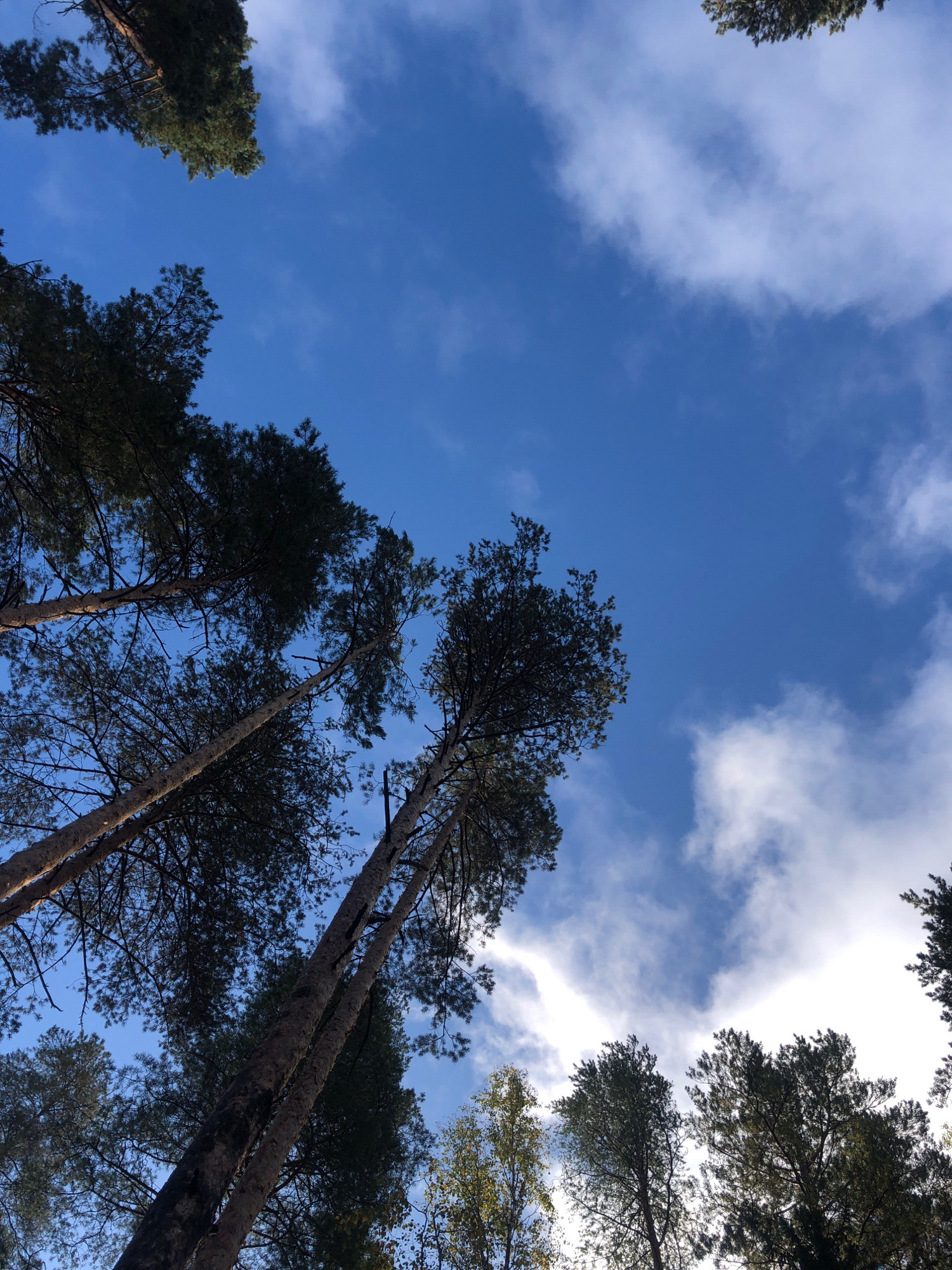 The image shows a low-angle view of tall trees against a blue sky with scattered white clouds. The trees are predominantly pine trees with dark green needles and rough, grey bark. Their trunks are long and slender, reaching upwards towards the sky. Some branches are bare, revealing a network of twigs. The sky is a vibrant blue, with wispy clouds that suggest a breezy day. The sunlight is filtering through the branches, creating dappled patterns of light and shadow. There are no people or other animals visible in the image. The environment appears to be a forest or wooded area. The location is identified as Arfa, Russia.