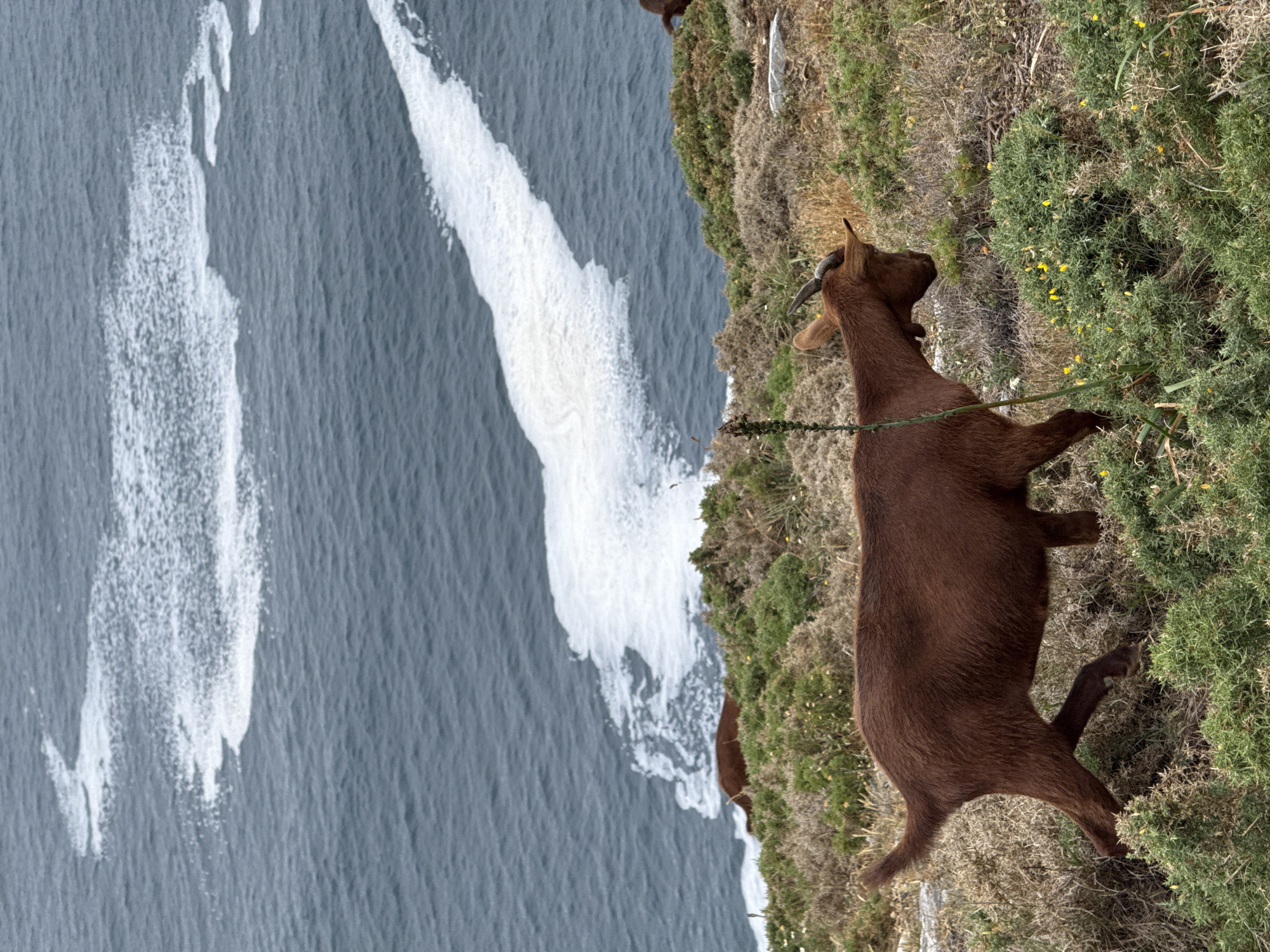 This is a vertical, medium-shot photograph of a brown goat standing on a grassy cliff edge overlooking a turbulent, grey ocean with white waves. The goat is facing towards the right side of the frame, with its head turned slightly upwards and to the left. It has short, dark horns and appears to be nibbling on the green, thorny vegetation in front of it. A thin green string or tether is visible around the goat's neck, trailing behind it. The background consists of the ocean and a dense, rugged cliffside covered in dry grass and green shrubs, some of which have small yellow flowers. The lighting suggests it is daytime, with no strong shadows indicating a specific time of day. The choppy water and white spray of the waves suggest a windy or rough sea condition. The overall scene evokes a sense of wildness and rugged coastal beauty, characteristic of a place like Cudillero, Spain. There is no visible text in the image.