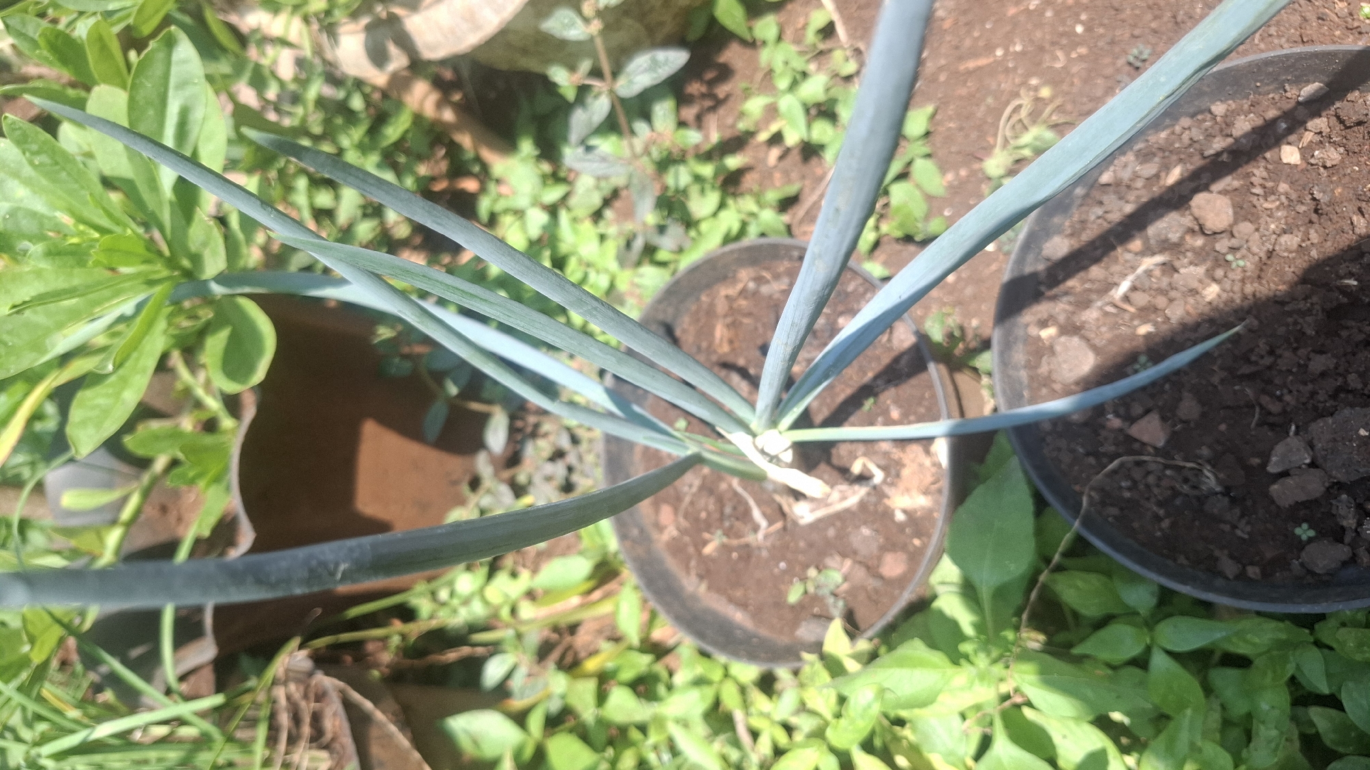 A close-up, high-angle shot shows a young green onion plant with long, slender leaves emerging from the soil in a black plastic pot. The pot is filled with dark, loamy soil. Behind this pot, another similar pot is partially visible. The background is filled with lush green foliage, suggesting an outdoor setting with other plants and pots. The scene appears to be a garden or a plant nursery in Cibinong Hilir, Indonesia, bathed in bright sunlight which casts shadows on the soil.
