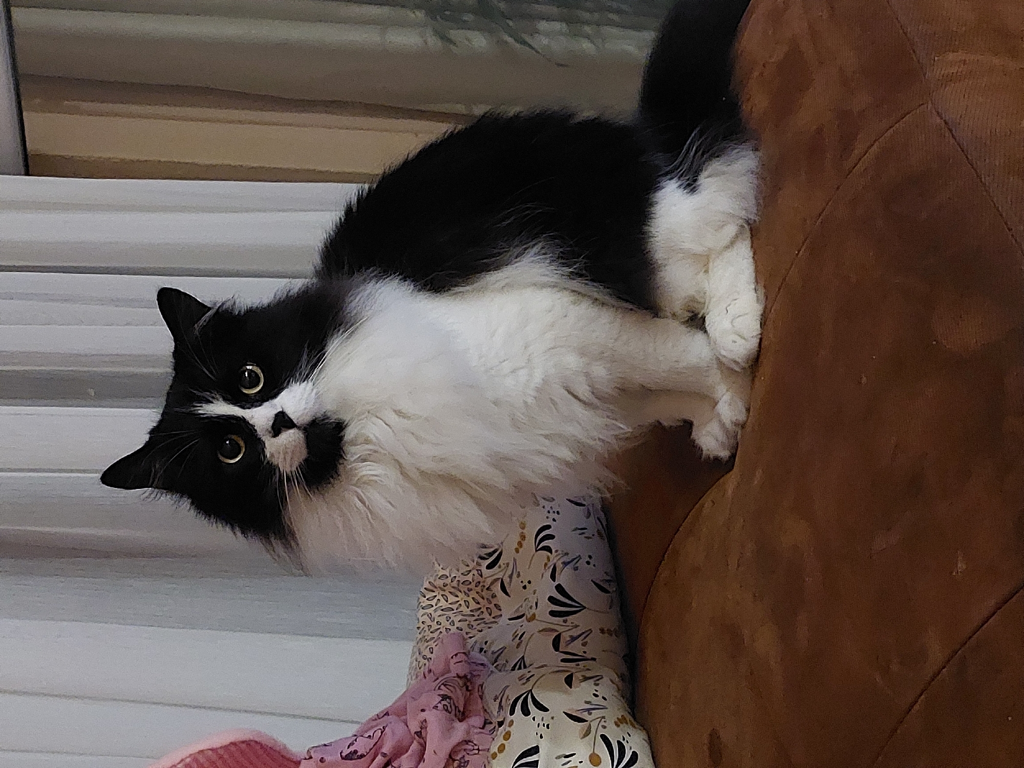 A black and white cat with long fur and yellow eyes sits on a brown upholstered surface. The cat is facing forward, with its paws tucked underneath it. Behind the cat, there are pillows with floral patterns and a pink blanket. In the background, there are vertical curtains and a hint of greenery from a plant. The scene appears to be indoors, likely in a home environment. There is no information in the image to suggest a specific location within the city of Plovdiv, Bulgaria.