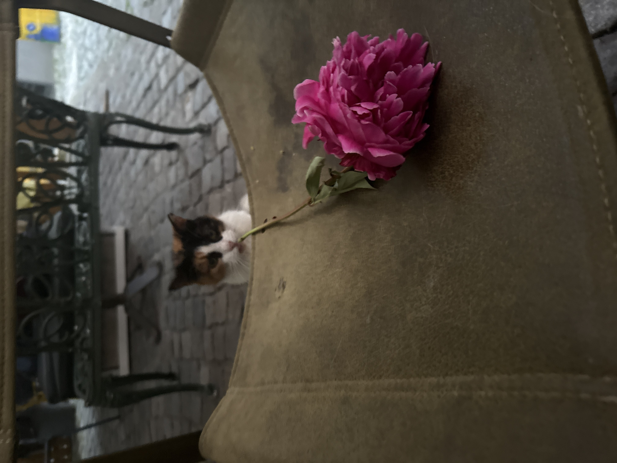 The scene is an outdoor setting, located in Sofia, Bulgaria. In the foreground, a dark olive-green, textured surface, identified as the seat of an outdoor chair or bench, occupies the lower two-thirds of the frame. A single, fully bloomed pink peony flower, featuring a green stem and leaves, rests diagonally on this surface, extending from the upper left towards the lower right. Partially obscured by the foreground chair, a calico cat, displaying white, black, and reddish-brown fur patches, is visible from its chest upwards. The cat's head is positioned slightly upwards, its eyes are directed towards the viewer, and its mouth is slightly open, revealing a pink tongue. The background is an out-of-focus paved area, characterized by cobblestones, and features several dark green, ornate metal outdoor tables and chairs, consistent with an open-air cafe or restaurant patio. A yellow and blue object is faintly visible in the far right background.