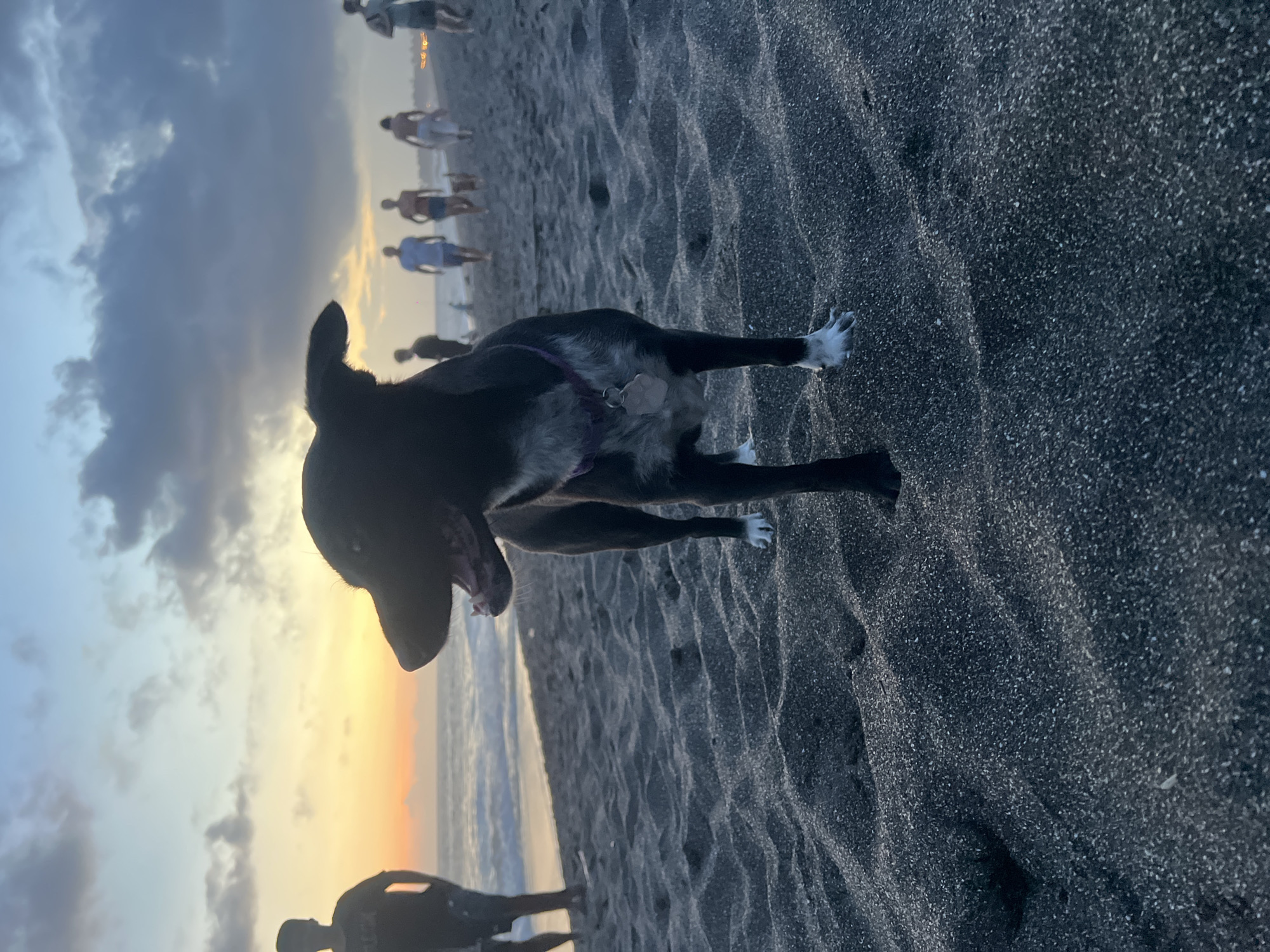 A medium shot captures a dark-colored dog with white paws standing on a black sand beach. The dog faces the camera, its mouth slightly open with its tongue visible. A purple collar is around its neck. The beach has a rippled texture, suggesting the movement of water or wind. In the background, a group of people is walking along the shoreline, partially obscured by the bright horizon of the setting sun. The sky is a mix of light blue, orange, and dark grey clouds. The location is Mengwi, Indonesia.