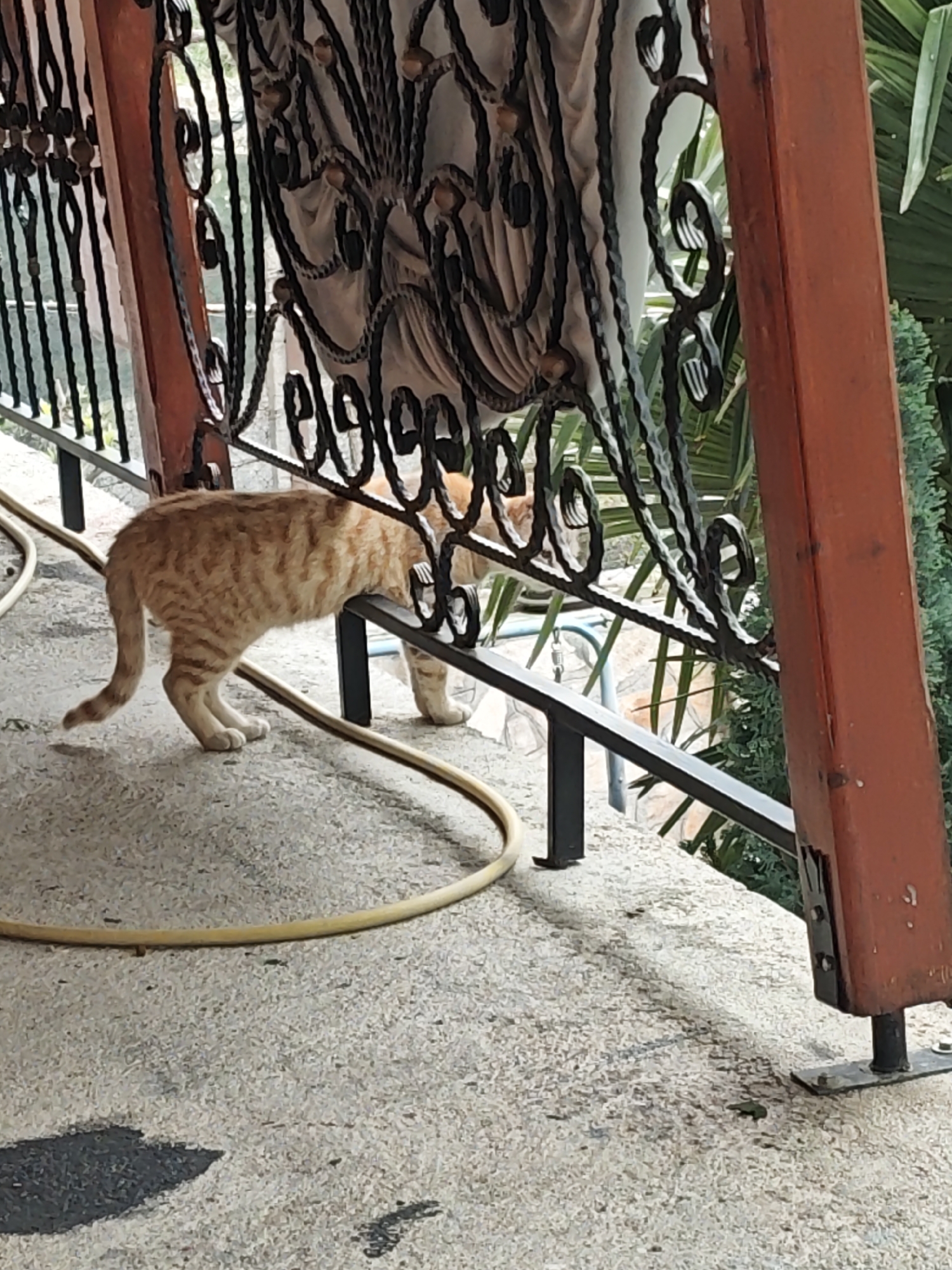 An orange tabby cat walks along a concrete surface near a wrought-iron railing, with a yellow garden hose nearby. The location appears to be an outdoor balcony or patio, with vegetation visible beyond the railing. The scene is not identifiable to a specific city or region.