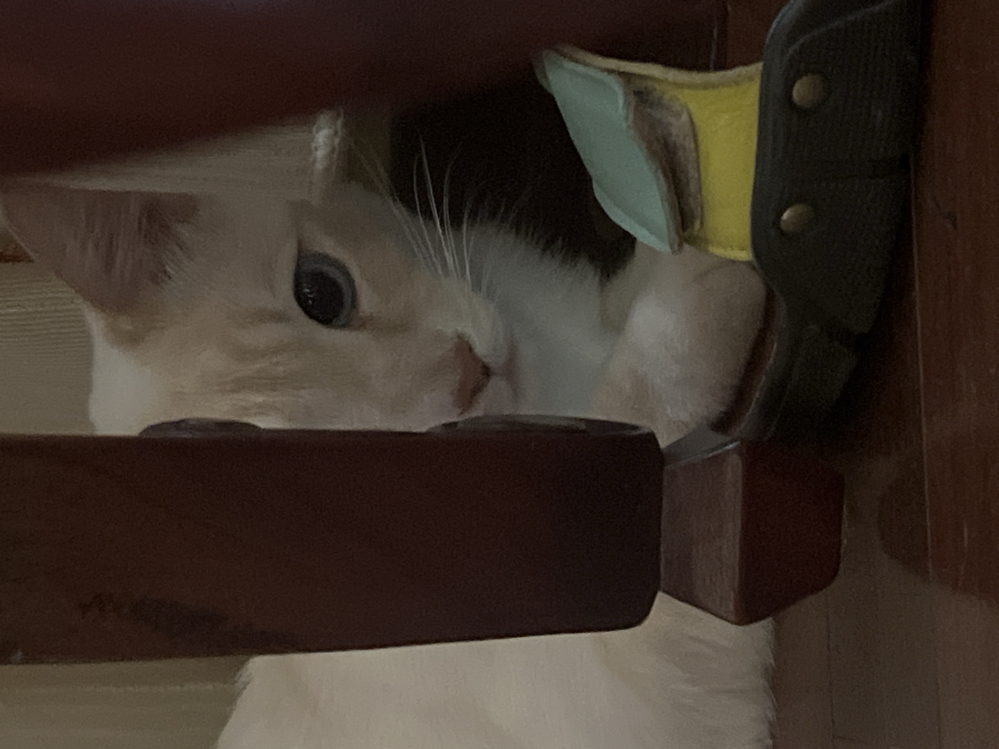 A close-up, slightly blurry, indoor shot shows a white cat with blue eyes peeking from behind a dark brown wooden leg of a piece of furniture. The cat's face is partially obscured by the furniture leg, with its right eye and part of its nose visible. A small, colorful object, possibly a toy or a piece of packaging, is visible to the right of the cat, with yellow and light blue sections. The background is out of focus, but appears to be a domestic setting with a wooden floor. There is no indication of the location being in Sochi, Russia, or any other specific city.