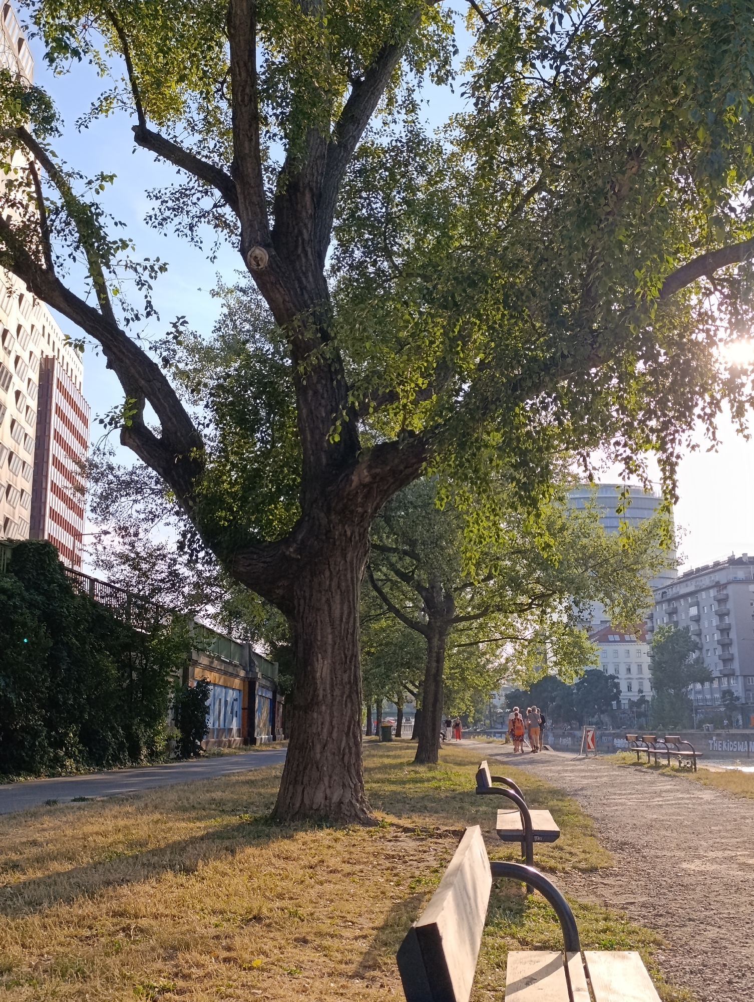 The image depicts a sun-drenched park path along the Danube Canal in Vienna, Austria. In the foreground, two wooden park benches with dark metal frames are visible, casting long shadows on the dry, yellowish grass. The path itself is made of gravel and extends into the background, where several other similar benches are lined up.
A large, mature tree with a thick trunk dominates the left side of the frame, its green leaves filtering the sunlight. Behind the tree, a modern, tall building with many windows and red-striped accents rises above a green, vine-covered embankment. Further in the background, more buildings, including an apartment complex, are visible.
Several people are walking along the path in the middle ground, appearing relaxed and casually dressed. The sun is low in the sky, creating a warm, golden light that illuminates the scene. The overall impression is one of a peaceful urban park on a clear, sunny day.