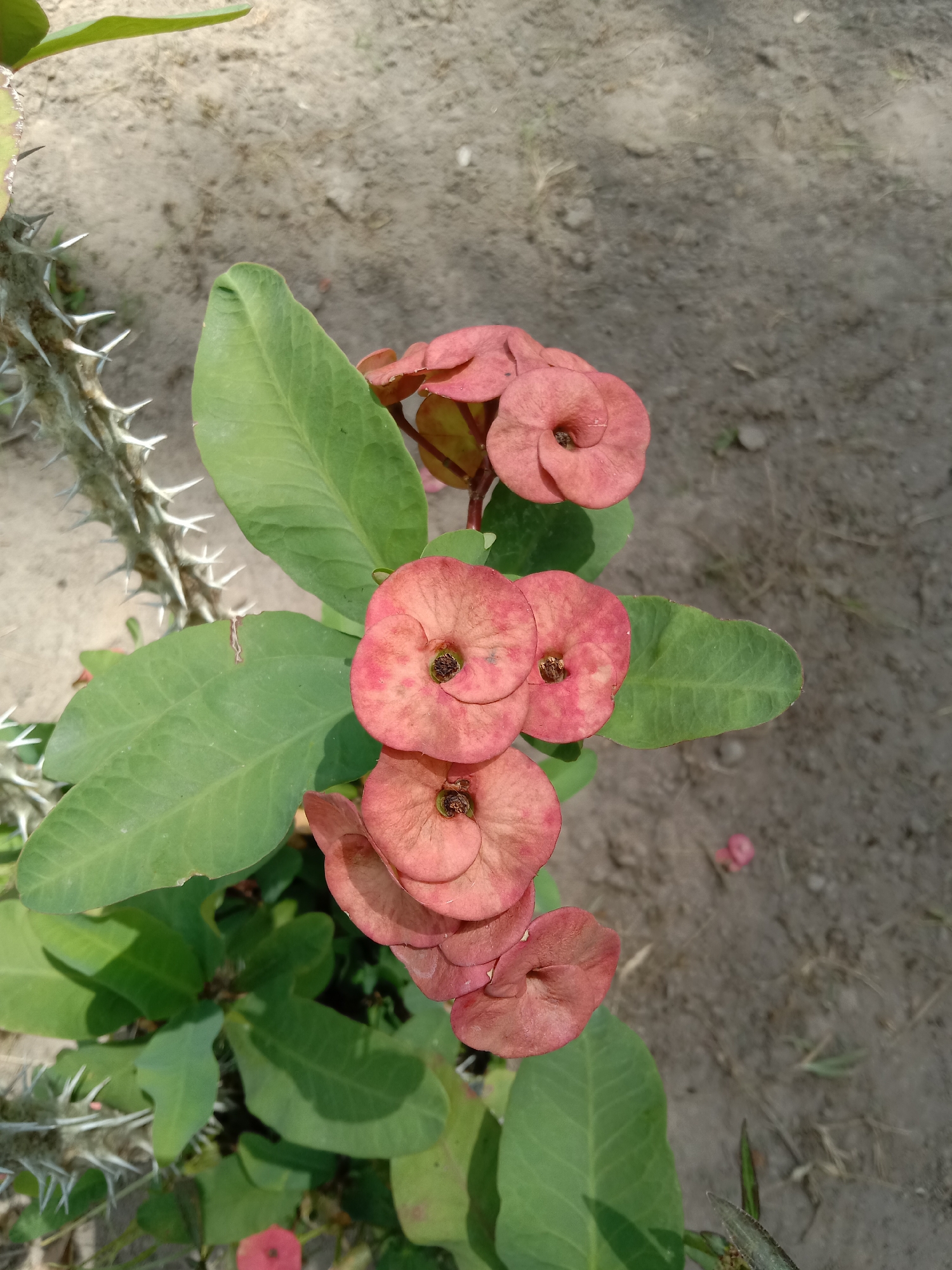 The image shows a Crown of Thorns plant with its characteristic pinkish-red flowers and spiky stems. The plant is situated on a surface that appears to be soil or dry earth. The background is blurry and uniform in color, likely representing the surrounding ground. The plant's leaves are green and broad, contrasting with the smaller flower structures. The thorns are sharp and densely distributed along the visible stem segments. The photograph appears to have been taken outdoors. Although I don't have access to precise location data to confirm if it was taken in Blangkarieng, Indonesia, the type of plant suggests it could be within a tropical or subtropical climate.