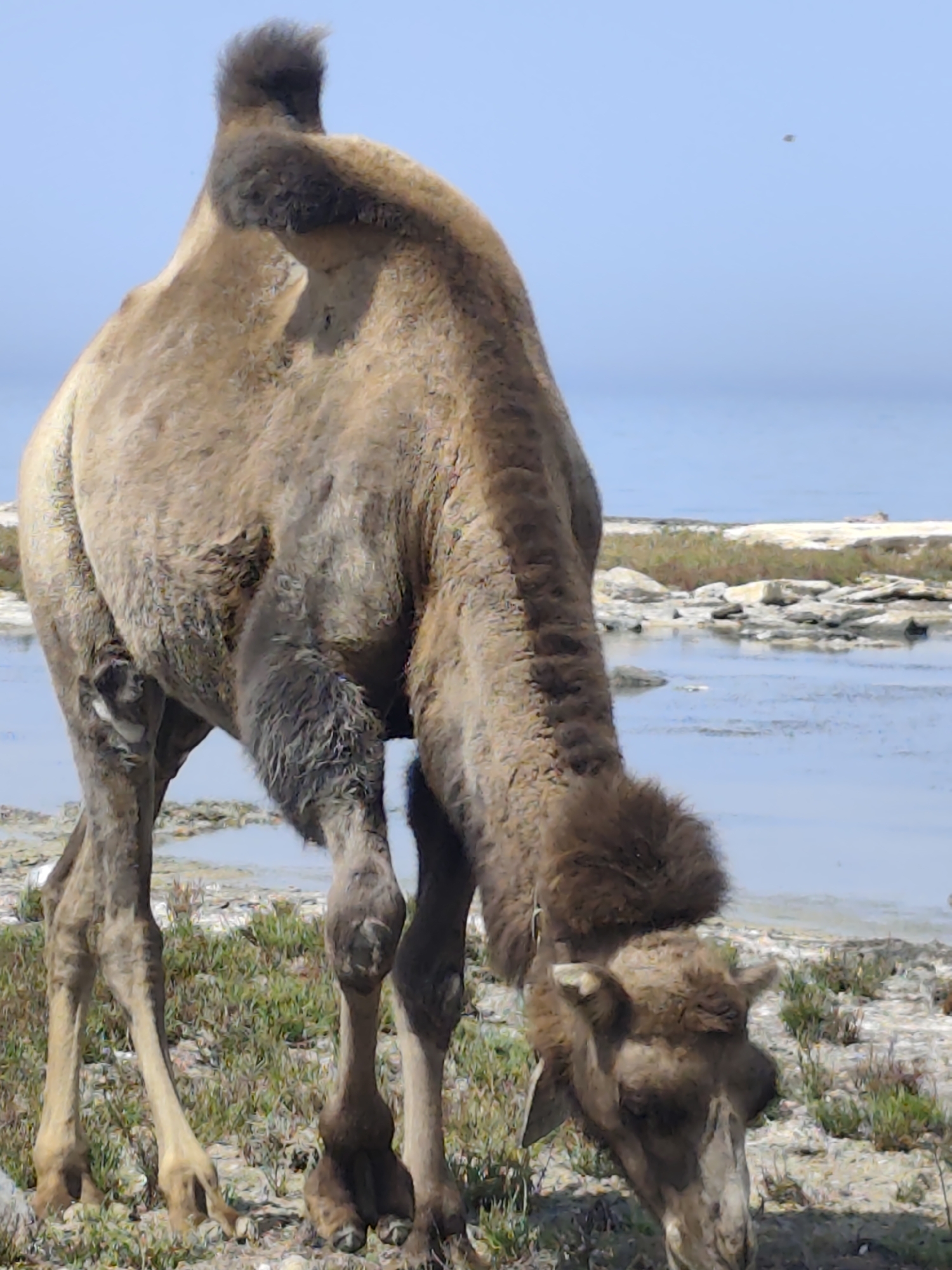 A dromedary camel is shown in the foreground, bent over and eating from the ground near a body of water. The camel is light brown with a shaggy mane and mane around its neck. Its legs are thin and its hooves are splayed. The ground is covered in dry grass and rocks. In the background, there is a body of calm, blue water with a rocky shoreline. The sky is a clear, pale blue. The image is taken in the city of Saiyn Şapağatov, Kazakhstan.