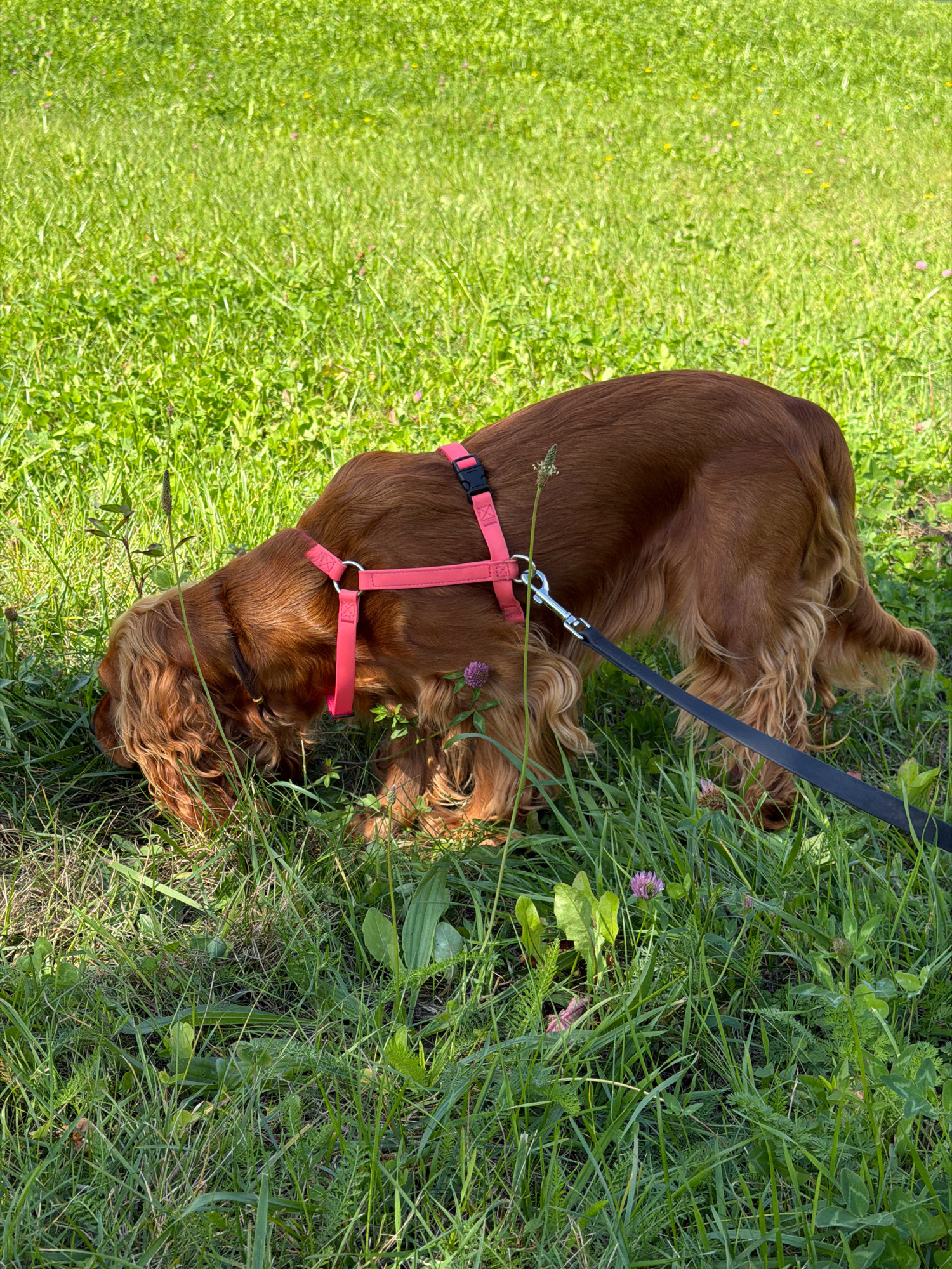 A medium-sized, long-haired, reddish-brown dog with a pink harness is sniffing the ground in a grassy field. The dog's head is down, and its body is positioned to the right of the frame, with its tail extending towards the right edge. A black leash is attached to the harness and extends to the right. The environment is a lush green field with patches of clover and small wildflowers. The lighting suggests it is daytime, likely outdoors in a park or natural area. There are no visible humans in the image. The background consists of more green grass, possibly in the city of Minsk, Belarus.