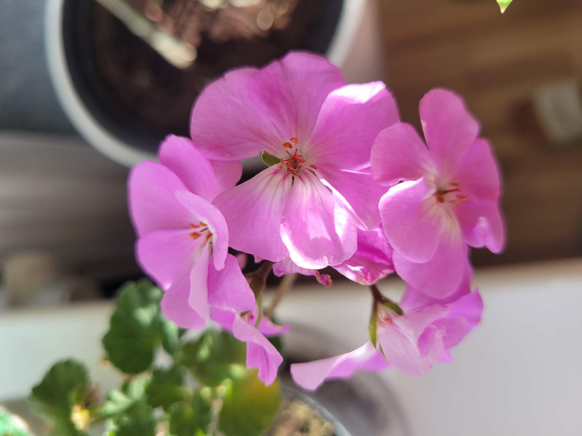 In Jūrmala, Latvia, a close-up, slightly blurred photograph captures a cluster of delicate pink geranium flowers. The blossoms are the primary focus, with their petals unfurling in various stages of bloom. Their vibrant color contrasts with the soft green of the plant's leaves, which are visible in the upper left quadrant of the image. In the background, out of focus, is the dark soil of a planter pot, suggesting these flowers are part of a potted plant, likely indoors or on a balcony given the diffused light and the presence of what appears to be a windowsill or ledge. The overall impression is one of natural beauty and tranquility, with the bright pink flowers standing out against the muted backdrop.