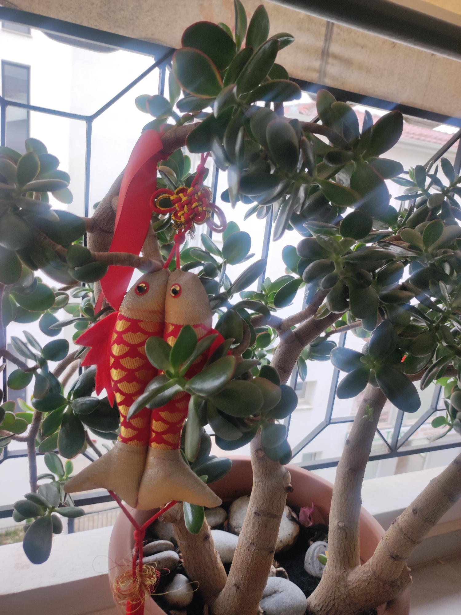 The image shows a close-up view of a potted jade plant with a red fabric fish ornament hanging from one of its branches. The fish ornament is intricately decorated with gold scales and has red fins. A red ribbon and a red and gold decorative knot are also attached to the branch above the fish. The plant is in a terracotta pot filled with dark soil and smooth gray stones. In the background, a metal grate is visible, along with glimpses of buildings and a balcony, suggesting an outdoor or semi-outdoor setting. The lighting indicates daylight. The plant appears healthy with numerous thick, green, oval-shaped leaves. The overall scene is likely part of a home or garden decoration, potentially for a festive occasion given the auspicious symbolism of the fish and the colors used. This image was taken at a residence in the city of Trikala, Greece.