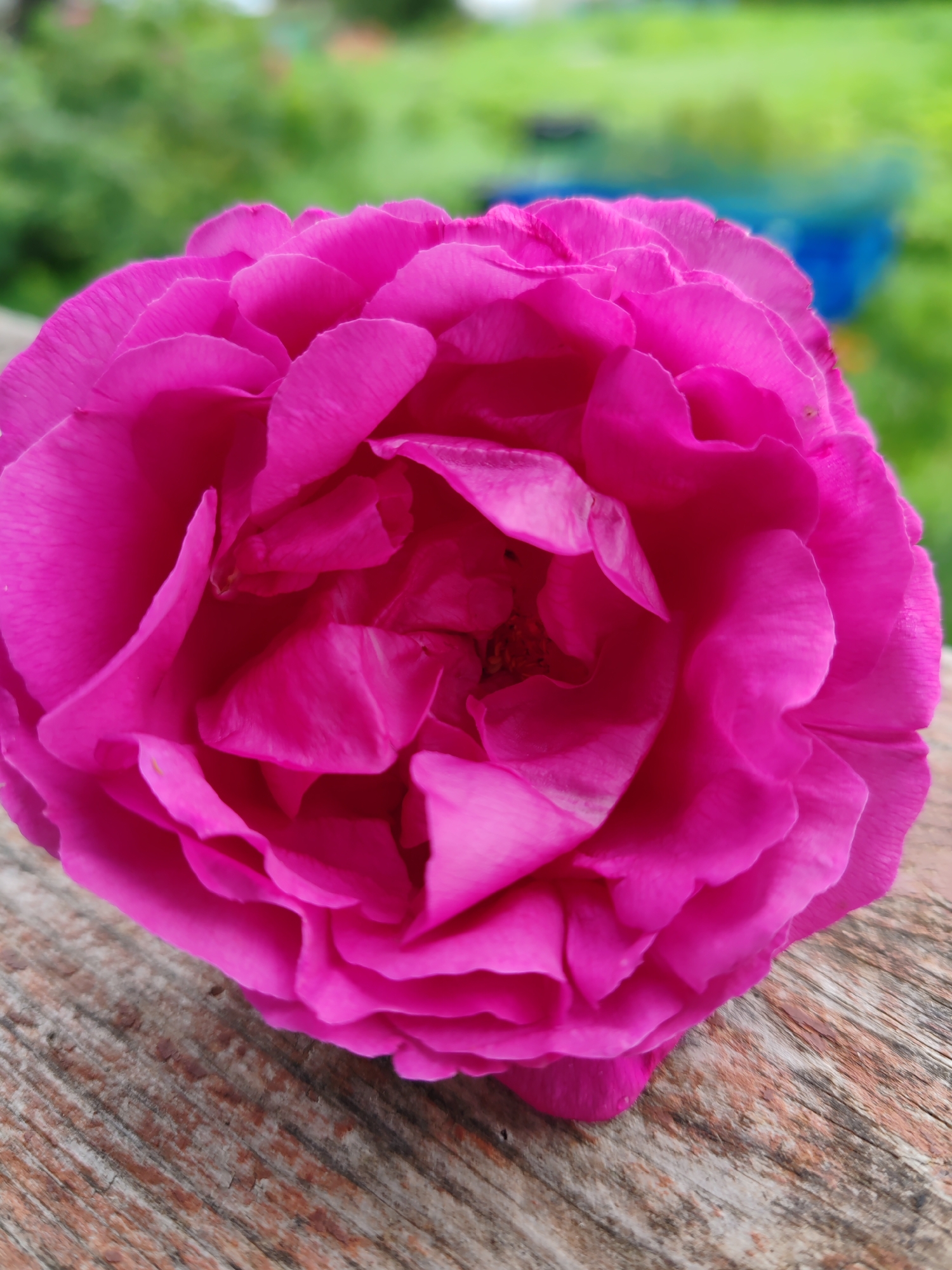 A close-up, top-down view of a vibrant pink rose is centered in the frame. The rose has numerous petals, tightly packed and layered, with a delicate, velvety texture visible. The lighting highlights the curves and folds of the petals, creating subtle shadows within the flower's center.
The rose rests on a weathered wooden surface, characterized by its rough grain and various shades of brown and gray. The wood runs diagonally across the lower portion of the image, providing a natural, rustic base.
In the background, a soft, out-of-focus expanse of green foliage suggests an outdoor setting, likely a garden or natural landscape. There are hints of other colors, possibly other flowers or man-made objects, in a blurry blue section to the right of the rose. The overall impression is one of natural beauty and tranquility.
The image was taken in the city of Chuchlém, Russia.