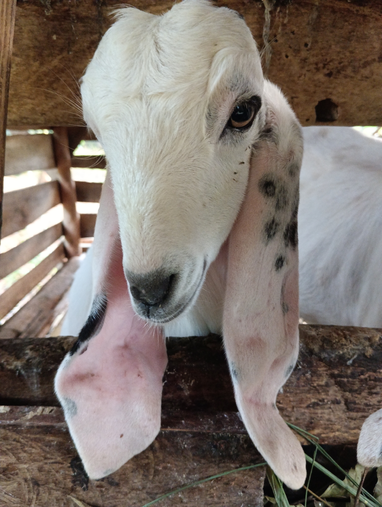 A close-up shot shows the head of a white goat with very long, floppy ears, one of which is partially obscured by its face. The goat has dark eyes and a black nose with visible whiskers. It is in a rustic wooden enclosure, with wooden slats forming the background and floor. The goat's ears have black markings towards the tips, and it also has scattered black spots on its neck. The image is taken from a low angle, looking up at the goat. The environment suggests a rural setting, possibly a farm or animal pen, with some dry vegetation visible on the ground. This image was captured in Pematang Jaya, Indonesia.