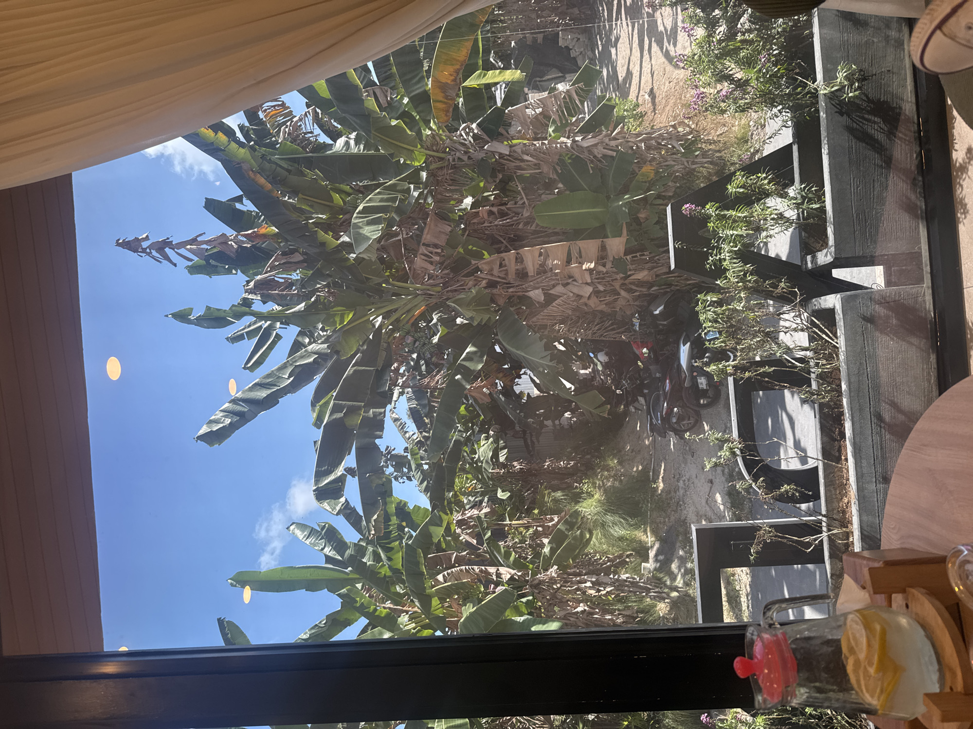 The image depicts an outdoor scene viewed through a window or glass partition. Dominating the frame are lush, tall banana trees with their distinctive large leaves, some appearing dry and brown, indicating a mix of healthy and older foliage. The trees are set against a clear blue sky with a few wispy white clouds.
In the foreground, partially visible through the glass, are elements of an interior space. A beige curtain hangs on the left side, and a dark frame outlines the bottom of the view. On the right, a wooden tabletop and a glass dispenser filled with water and sliced lemons are present, suggesting a cafe or restaurant setting.
Behind the banana trees, a pathway or sandy area is visible, with glimpses of greenery and some potted plants in dark rectangular planters. The planters contain small flowering plants with purple blossoms. A motorcycle is partially visible in the background, hinting at a populated area.
The bright sky and the presence of lush vegetation suggest it is daytime, likely sunny, consistent with the tropical climate of Kuta Selatan, Indonesia. The overall impression is one of a tropical, relaxed outdoor environment. No visible text is present in the image.