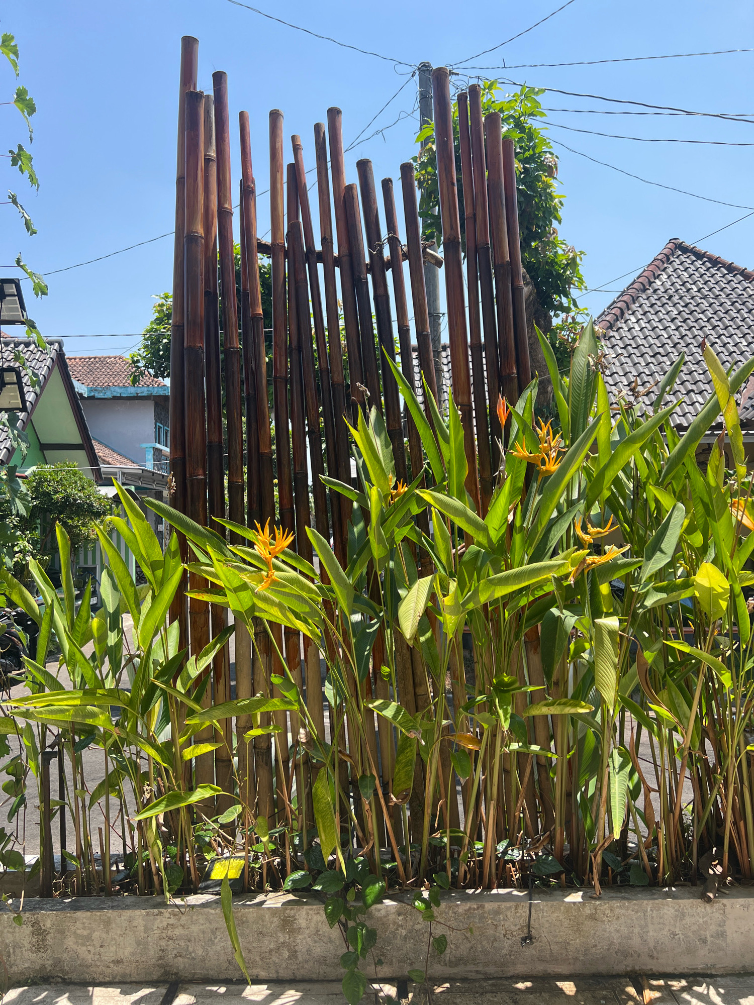 In Sleman, Indonesia, a vibrant Heliconia psittacorum plant with its distinctive orange and yellow flowers blooms in front of a rustic fence constructed from vertical bamboo poles. The fence, varying in thickness and height, creates a textured backdrop against a clear blue sky. Behind the bamboo, traditional Indonesian houses with tiled roofs are visible, hinting at a residential neighborhood. Lush green foliage from other plants complements the scene, with some vines trailing down from the concrete planter box that contains the Heliconia. The overall ambiance is one of tropical tranquility and simple, natural beauty.
