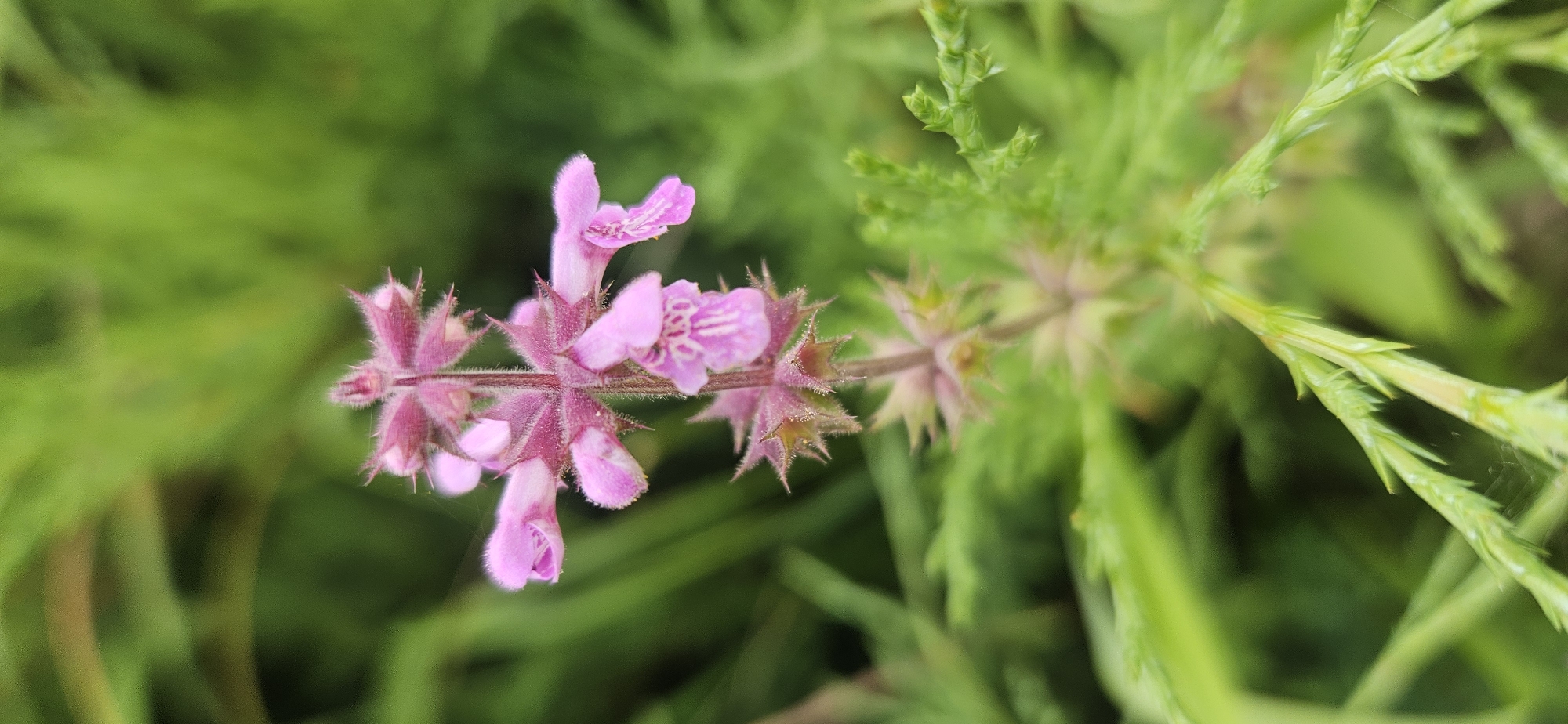 A close-up, vertical, eye-level shot captures a fuzzy, pink-purple flower with a spiky calyx against a blurred background of green foliage. The flower, positioned slightly right of center, has delicate petals with visible veins. The background is a soft gradient of greens, with some areas appearing as distinct leaves and others as indistinct blurs. The image does not contain any people, actions, or interactions. The environment appears to be a garden or natural outdoor setting. No specific location in Vitsebsk, Belarus can be identified from the image itself.