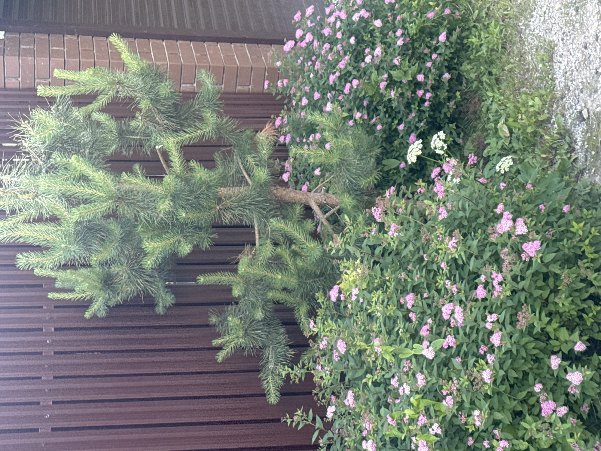 A small evergreen tree with green needles stands in front of a brown metal fence. To the right of the tree, a brick building corner is visible. The foreground is filled with dense green bushes dotted with small pink flowers and some white blossoms. The ground is a mixture of grass and gravel. The scene appears to be an outdoor garden or yard space. The image context indicates this location is in Moscow, Russia.