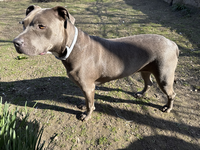 A blue-grey American Pit Bull Terrier type dog stands outdoors in Krushovene, Bulgaria. The dog is positioned facing left, its head slightly turned, observing an unseen point off-camera. It possesses light brown eyes and wears a light grey collar equipped with a dark, cylindrical device on its left side. The ground consists of patchy green grass and exposed soil, illuminated by bright sunlight which casts distinct shadows from the dog and other objects towards the lower right. A cluster of green, blade-like vegetation is visible in the lower-left foreground. The background shows indistinct ground and faint outlines of structures.