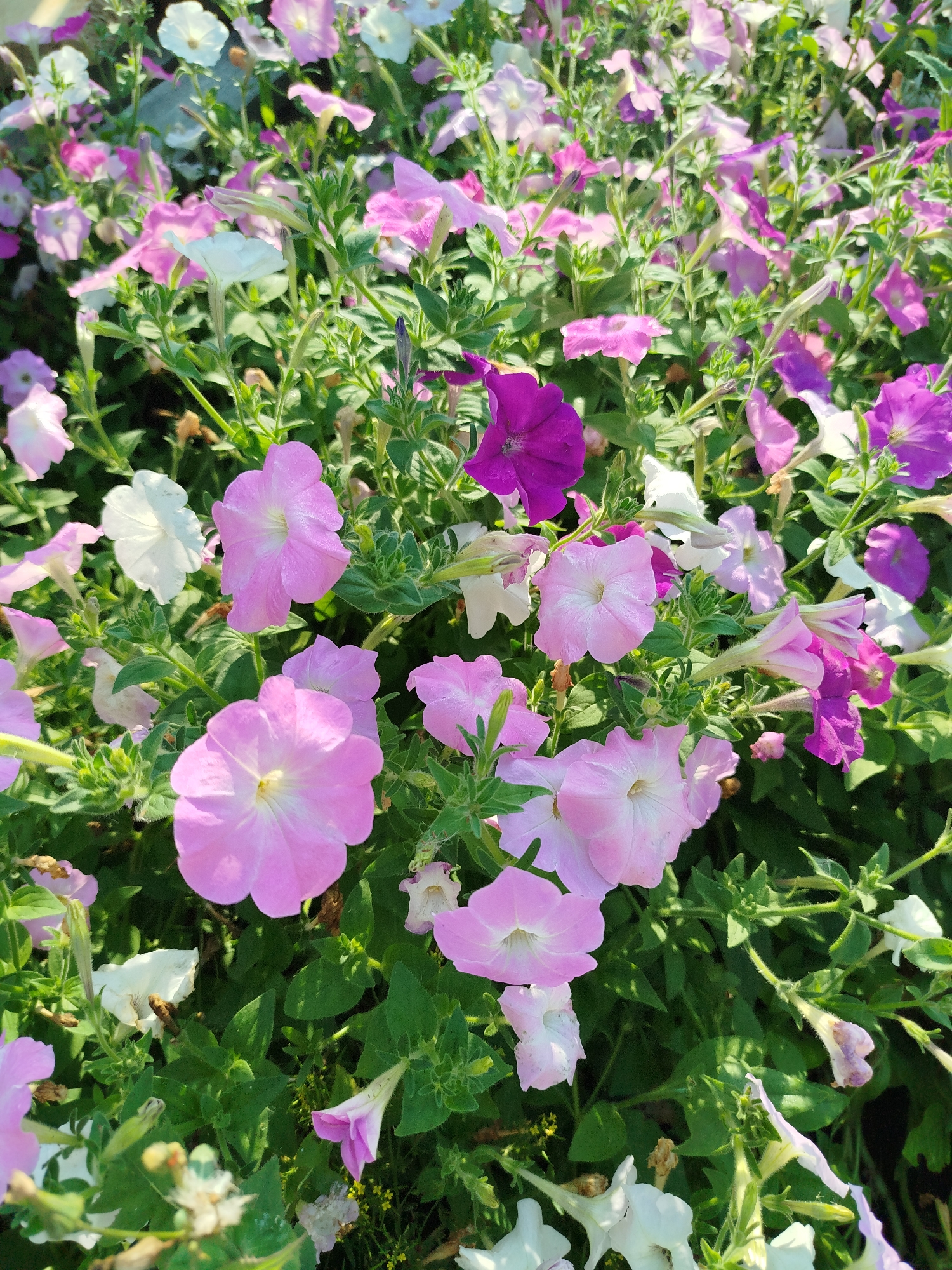 The image depicts a dense cluster of petunia flowers in various shades of pink, purple, and white, interspersed with green foliage. The flowers are in different stages of bloom, with some fully open and others in bud. The lighting suggests it is daytime, with sunlight illuminating the scene. The image is a close-up view, focusing solely on the floral arrangement. There are no people or animals visible. The specific location in Zavodoukovsk, Russia, is not discernible from the visual information provided.