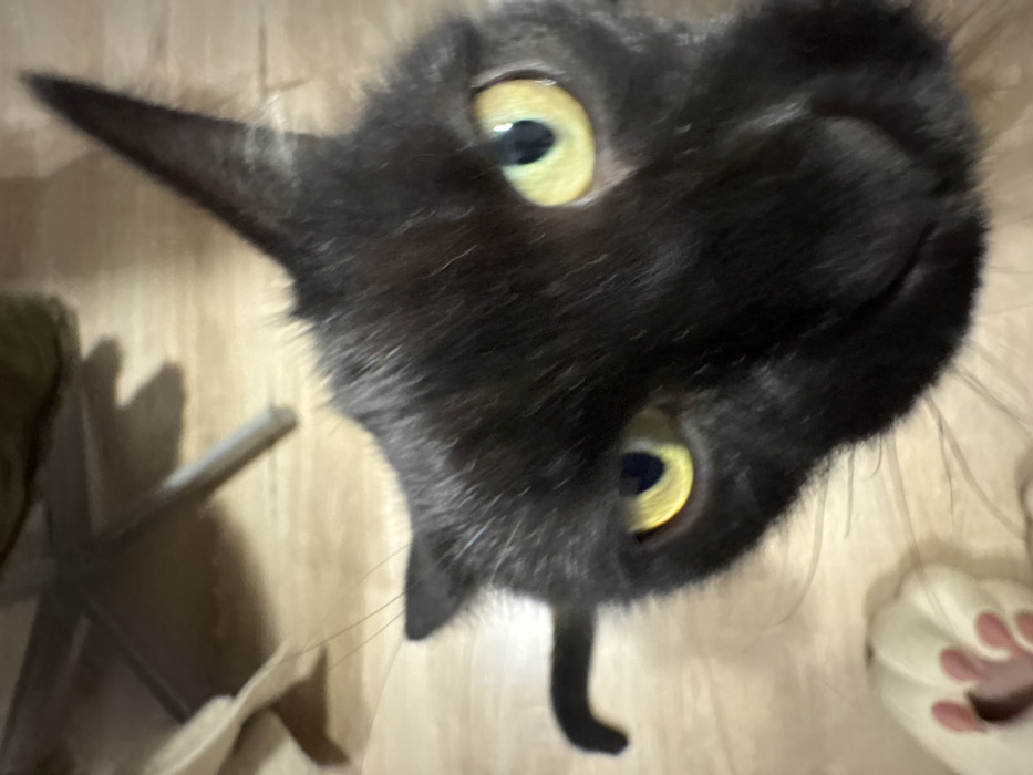 A gray cat's face is shown close-up and tilted at an angle, looking upward. Its bright yellow eyes are wide and focused. The cat's nose is pointy and its ears are slightly visible. A chair and a foot wearing a fuzzy slipper are in the background, out of focus. The cat is centered, filling most of the frame.