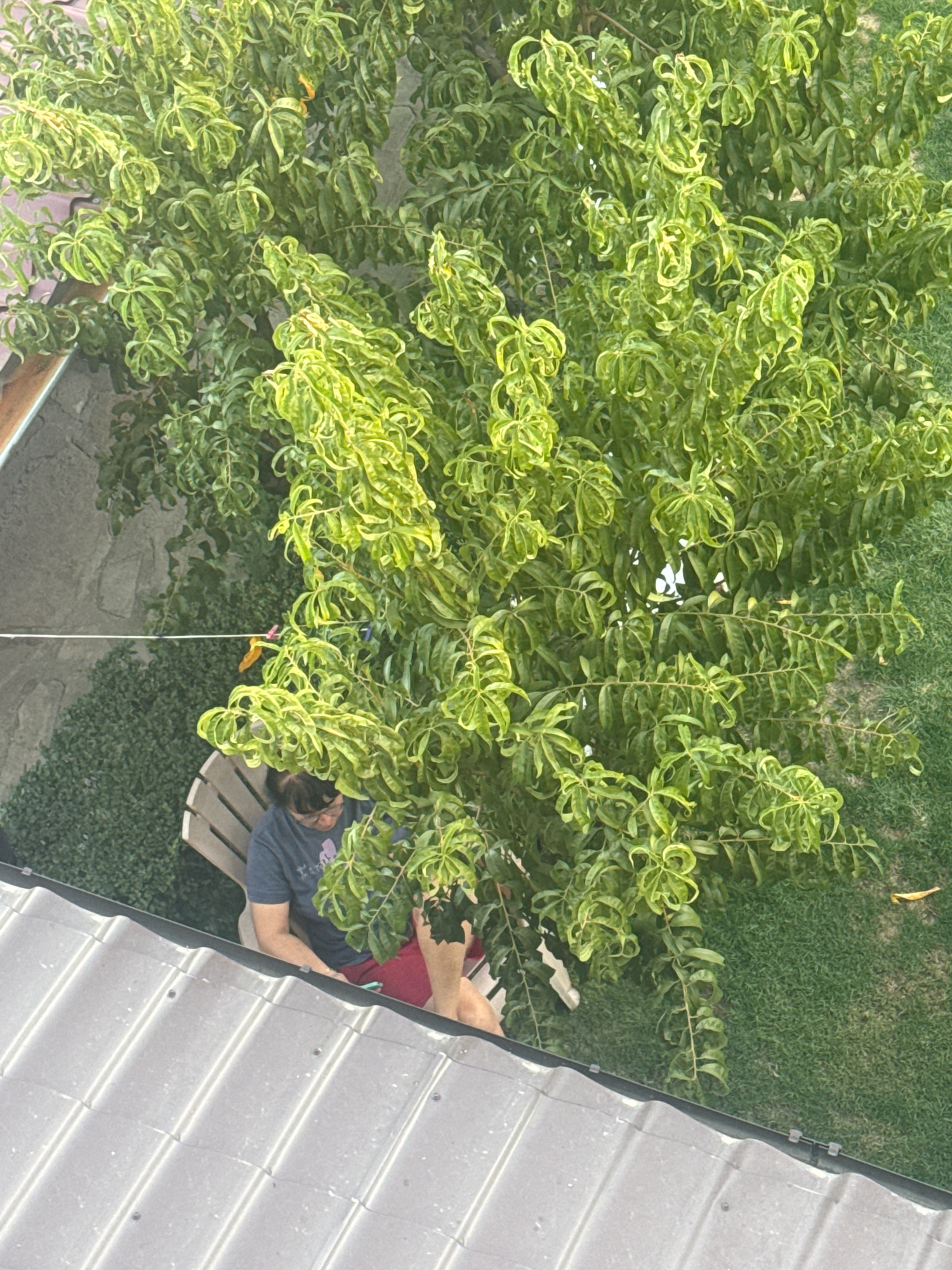 An overhead shot captures a person sitting in a chair under a leafy green tree. The person, wearing a dark blue t-shirt and red shorts, is looking down at something in their lap. The tree's branches, laden with curly green leaves, obscure much of the view. The scene is set outdoors, with a grassy area visible to the right of the tree and a tiled roof in the foreground. A wall and some greenery are visible behind the person. The location is Svilengrad, Bulgaria.