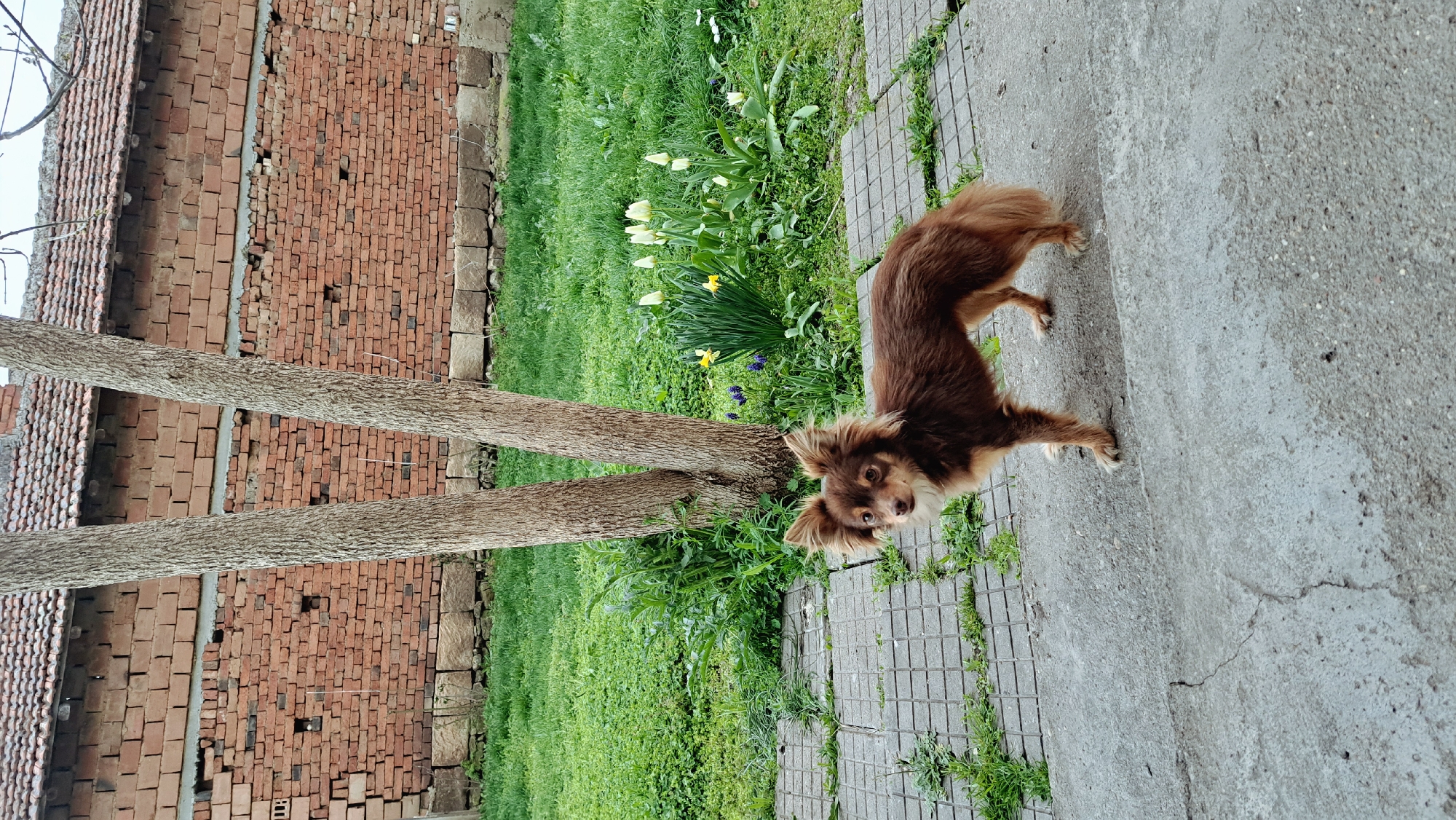 A medium shot displays a brown, medium-sized dog with long fur standing on a concrete tiled surface. The dog is positioned in front of a grassy area featuring flowering plants. Behind the grassy area, two tree trunks are visible, leading up to a brick building with a tiled roof. The shot is taken outdoors in Unknown, Unknown.