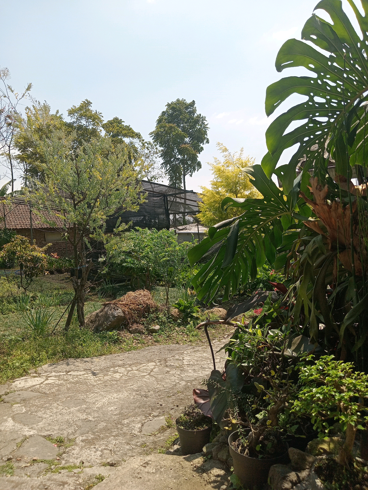 In the city of Claket, Indonesia, an outdoor scene unfolds with a bright, clear sky. The foreground features a cracked concrete path leading into a garden area filled with lush greenery. Several potted plants, including a bonsai tree, are arranged along the path's edge. The garden itself is dense with various plants, some with large, distinctive leaves, and includes a large rock covered in straw. A tree with delicate, light-colored foliage stands prominently in the mid-ground, its branches supported by stakes. Behind this tree, a brick building with a tiled roof is partially visible, with a black mesh structure, possibly a greenhouse or shade structure, situated further back. The overall environment suggests a well-maintained garden or nursery setting.