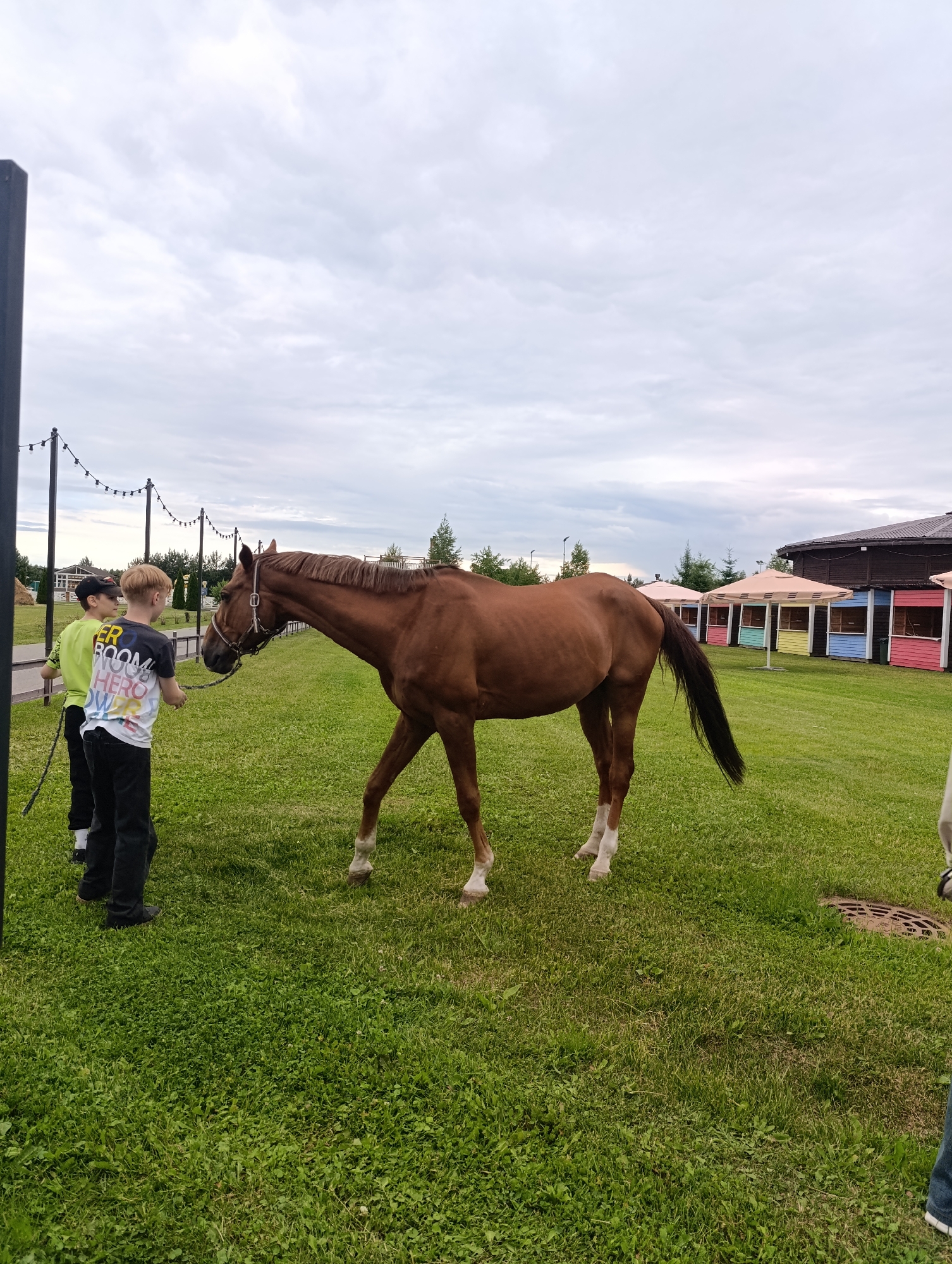 The image captures an outdoor scene at what appears to be a rural or recreational facility. In the foreground, a young brown horse with white socks is grazing on a lush green lawn. The horse is wearing a bridle. Two young boys are standing to the left of the horse, seemingly interacting with it. The boy on the left is wearing a bright green t-shirt and black pants, holding a thin stick. The boy on the right is wearing a t-shirt with colorful text and black pants.
In the background, there are several colorful, open-sided structures with light-colored roofs, reminiscent of gazebos or small stalls, lined up along a path. Behind these structures, a darker building with a brown roof is visible, along with scattered trees. String lights are hung on poles in the middle ground, suggesting an area designed for gatherings or events. The sky is overcast with gray clouds, indicating a cloudy or potentially damp day. The overall setting appears to be a well-maintained outdoor space, possibly a farm, stable, or park.
The text on the t-shirt of the boy on the right is partially visible and appears to say "GO BOOM HERO". The time of day is unclear due to the overcast sky, but it is likely daytime. The mood of the image is calm and serene, focusing on the interaction between the children and the horse within this pleasant, albeit cloudy, outdoor environment. The location is identified as Ivanovskoe, Russia.