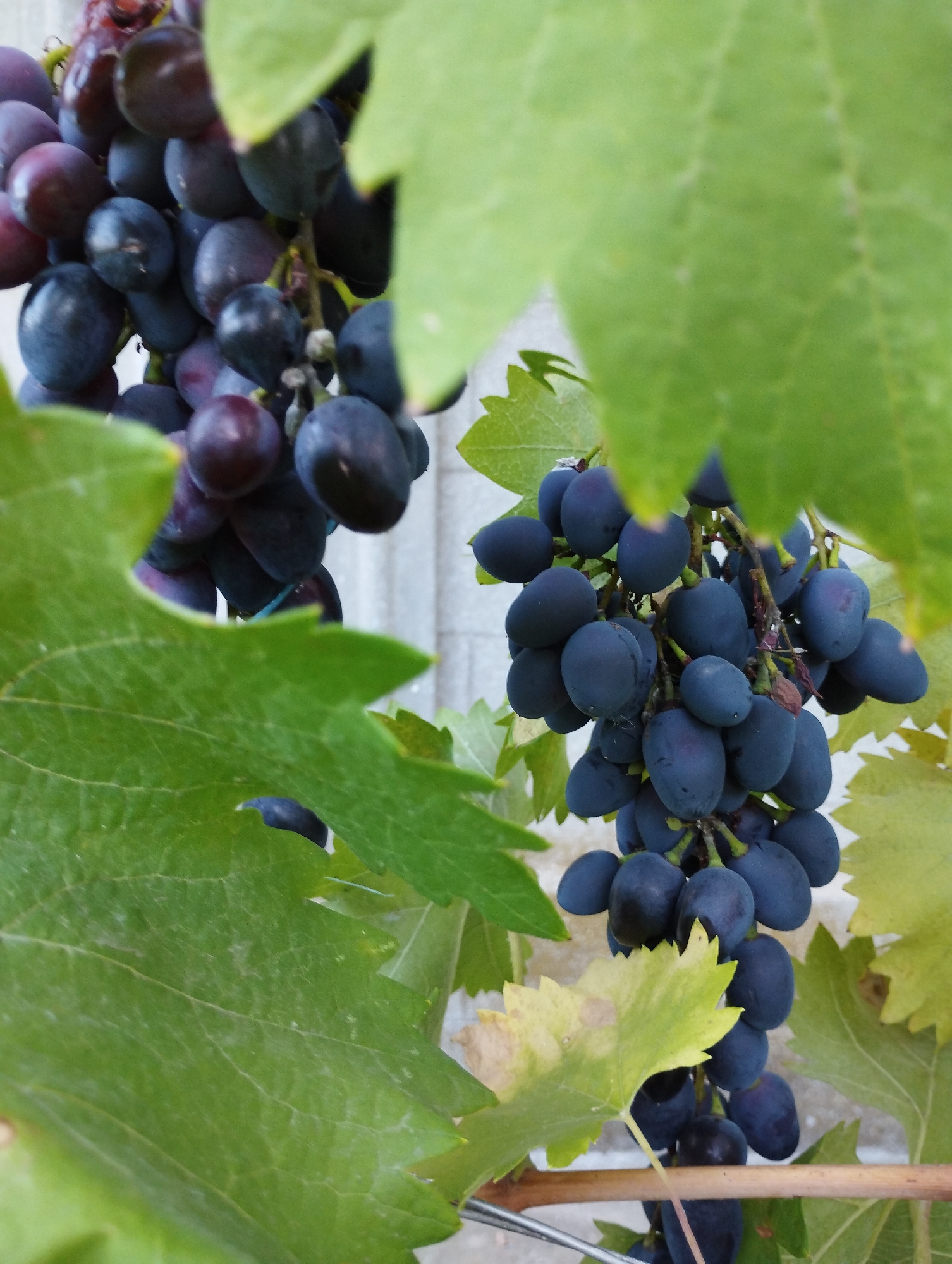 This image shows a close-up view of dark purple grapes hanging from a vine, partially obscured by large green leaves. The grapes are plump and clustered together, with some individual berries showing a slightly oval shape. The leaves are broad and veined, with some appearing to be a lighter, yellowish green, suggesting they might be autumn leaves or have some discoloration. The background is a muted, light-colored, textured surface, possibly a wall. The image is captured outdoors, with natural light illuminating the scene. There are no people or animals visible in the image. The image does not provide any specific information about the location in Vasylivka, Ukraine.