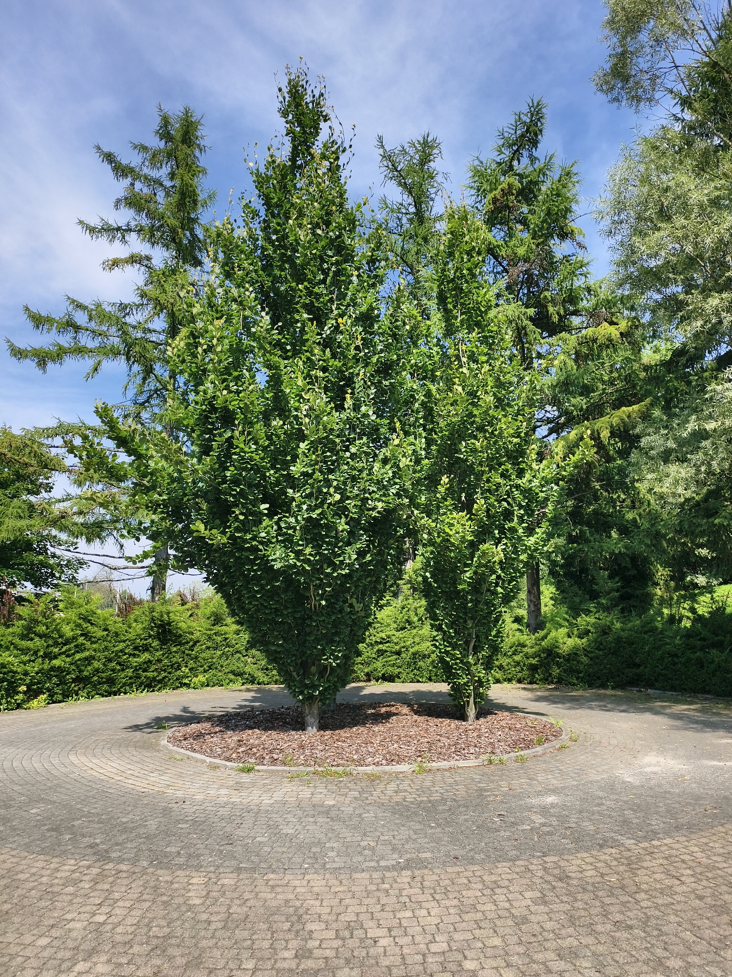 The image depicts a circular paved area in Sztum, Poland, featuring two prominently displayed trees at its center. The paving is constructed from interlocking grey cobblestones, forming a curved pathway that surrounds the central island. This island is covered with brown wood chips and is bordered by a low, grey concrete curb. The two trees are deciduous, with dense green foliage and upright growth habits, appearing to be the same species. Behind the central trees, a variety of coniferous trees and dense green bushes are visible, creating a lush, natural backdrop. Above the trees, a bright blue sky with scattered white clouds is visible, indicating fair weather conditions. The scene appears to be an outdoor public space, possibly a park or a landscaped area within a town or city.