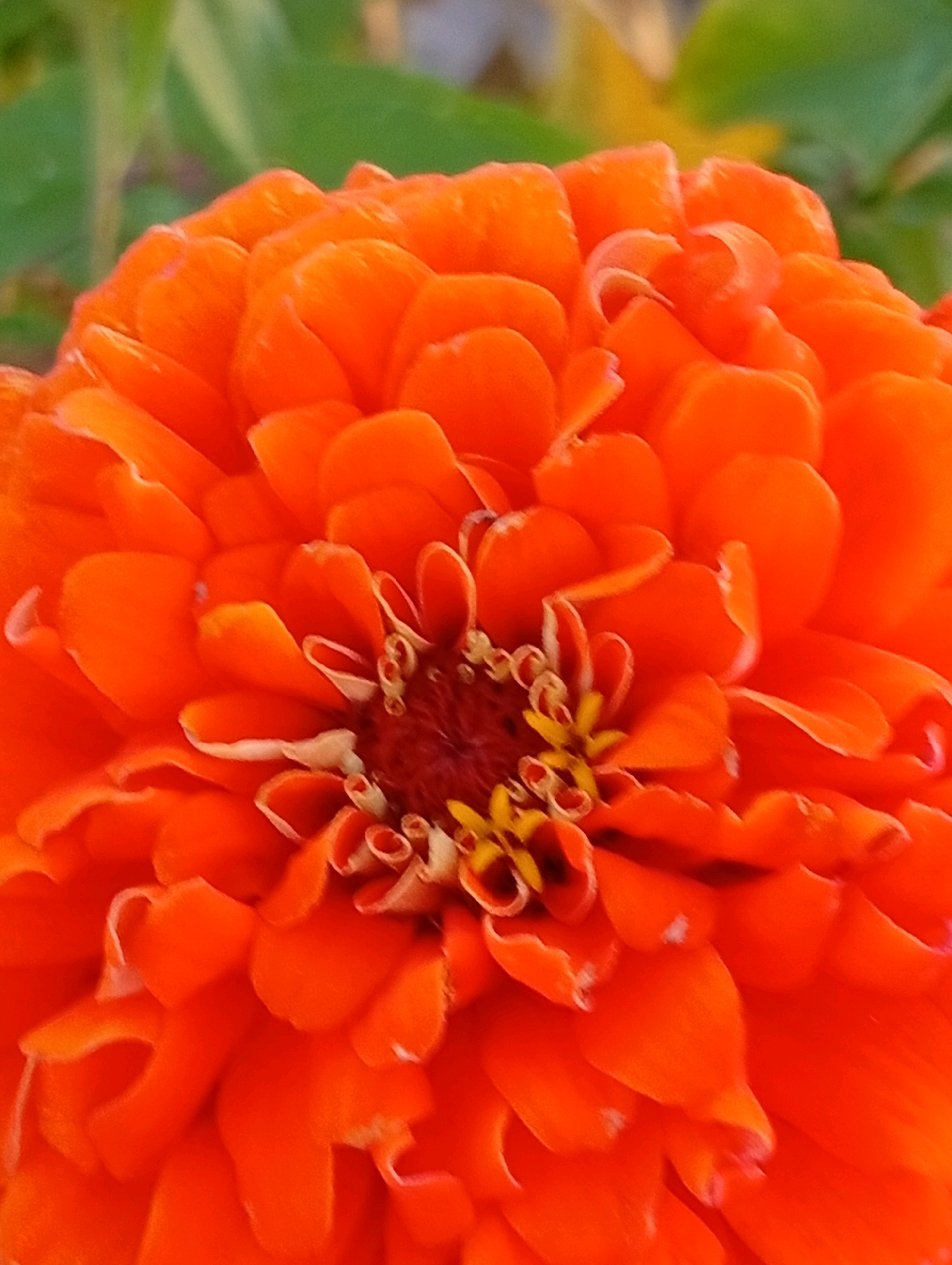 This is a close-up, eye-level, outdoor photograph of an orange zinnia flower. The petals are layered and tightly packed, with some showing delicate white edges. The center of the flower is a dark reddish-brown, with yellow stamens visible. The background is softly blurred, with green leaves and hints of yellow. The image is focused on the flower's intricate details and vibrant color. There are no people or man-made structures visible in the scene.