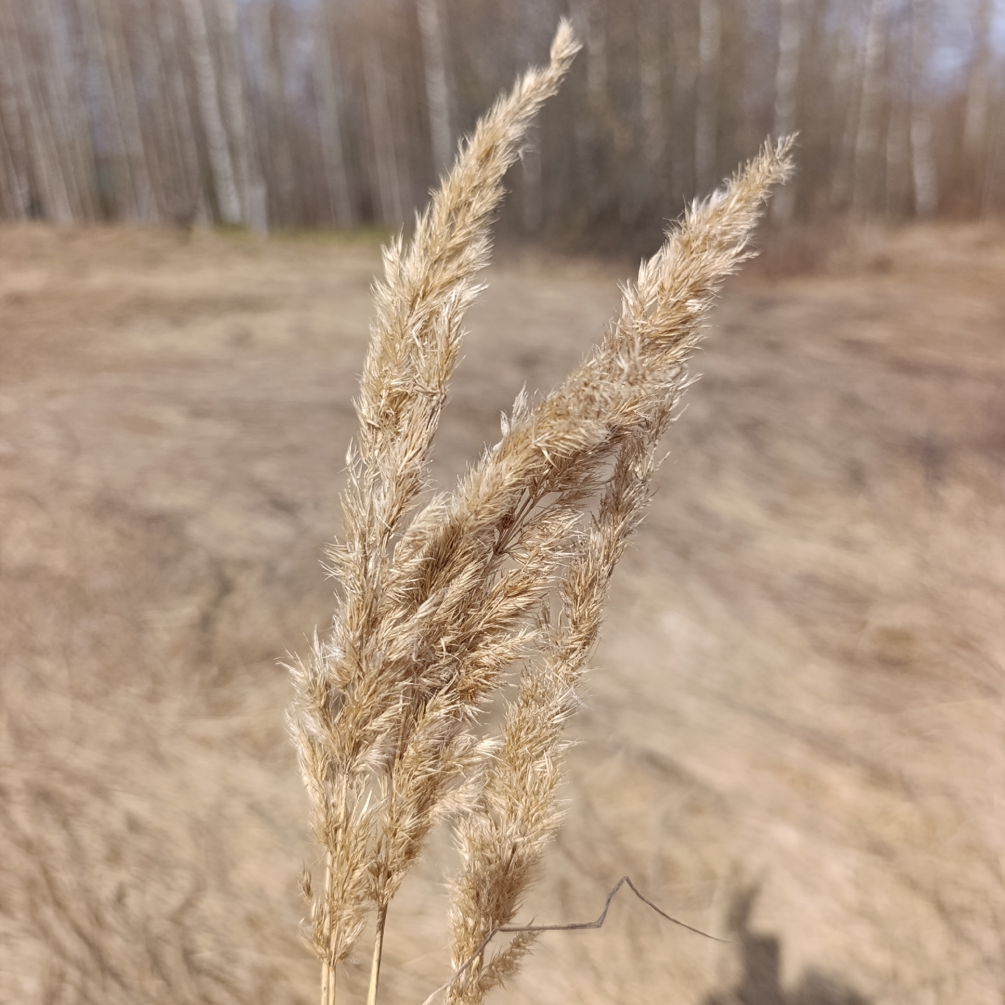 A close-up shot depicts three stalks of dry, tan-colored grass in the foreground. The background features a blurred expanse of similar dry grass and what appears to be a stand of birch trees out of focus in the distance. The photograph was taken during the day, with sunlight illuminating the scene. The location is Dubovaya, Russia. There is no information or evidence of people, subjects, objects, actions, or interactions.