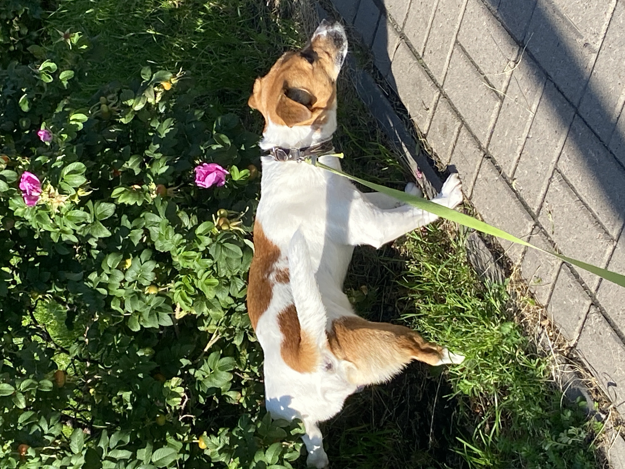 A white and tan Jack Russell Terrier stands on a paved walkway next to a dense green bush with pink flowers and some small orange berries. The dog is facing to the right and is on a green leash. Sunlight casts shadows on the ground. The scene is outdoors, likely in a park or garden.