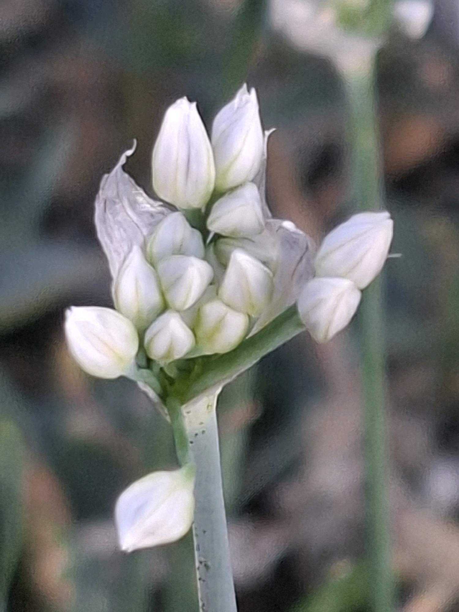 This is a close-up, vertical shot of a cluster of white flower buds on a green stem, likely in a garden or park in Almaty, Kazakhstan. The buds are in various stages of opening, with some tightly closed and others slightly unfurled, revealing delicate white petals. The background is softly blurred, with muted tones of green, brown, and gray, suggesting a natural outdoor setting. The lighting appears soft and diffused, possibly from an overcast sky or late afternoon sun. The image is focused on the intricate details of the flower buds, highlighting their delicate structure and soft texture. There are no people or animals visible in the frame. The scene is tranquil and naturalistic.
