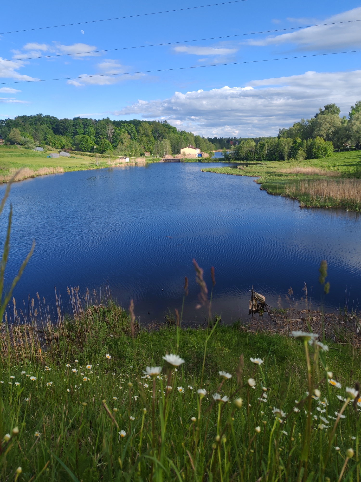 A wide-angle, long shot depicts a freshwater lake or wide river in Unknown, Unknown, seen from a grassy shoreline covered in wildflowers. The water's surface is dark blue with subtle ripples. Across the water, the opposite bank is lined with tall reeds and marsh grasses, transitioning to a green lawn and forested area. In the distance, a light-colored building is visible among the trees. Power lines are strung across the sky. The sky is blue with scattered white clouds. The foreground is filled with green grass and white daisies, some of which are slightly out of focus, suggesting they are close to the camera lens. A few tall stalks of grass and reeds partially obscure the view of the lake. In the water, near the shoreline, there is some debris or possibly a partially submerged object. The lighting suggests it is daytime.