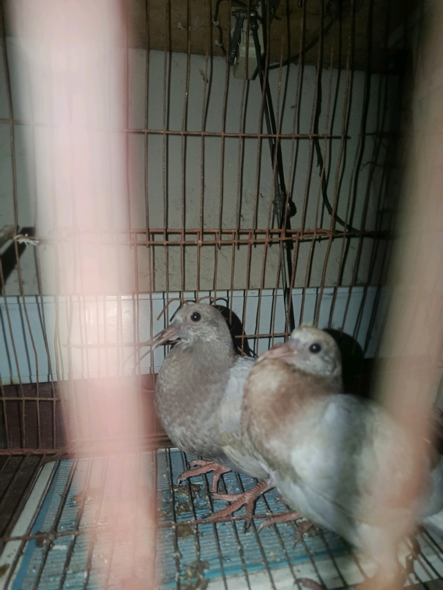 Two pigeons are perched inside a rusty metal cage. The cage has a wooden top and a wire bottom. The pigeons are facing different directions and appear to be looking around. The cage is located in a dimly lit room, possibly a storage area or a neglected part of a building. The background shows a wall with some wires hanging down. The scene is likely from a residential area in Dhaka, Bangladesh, given the context provided by the user.