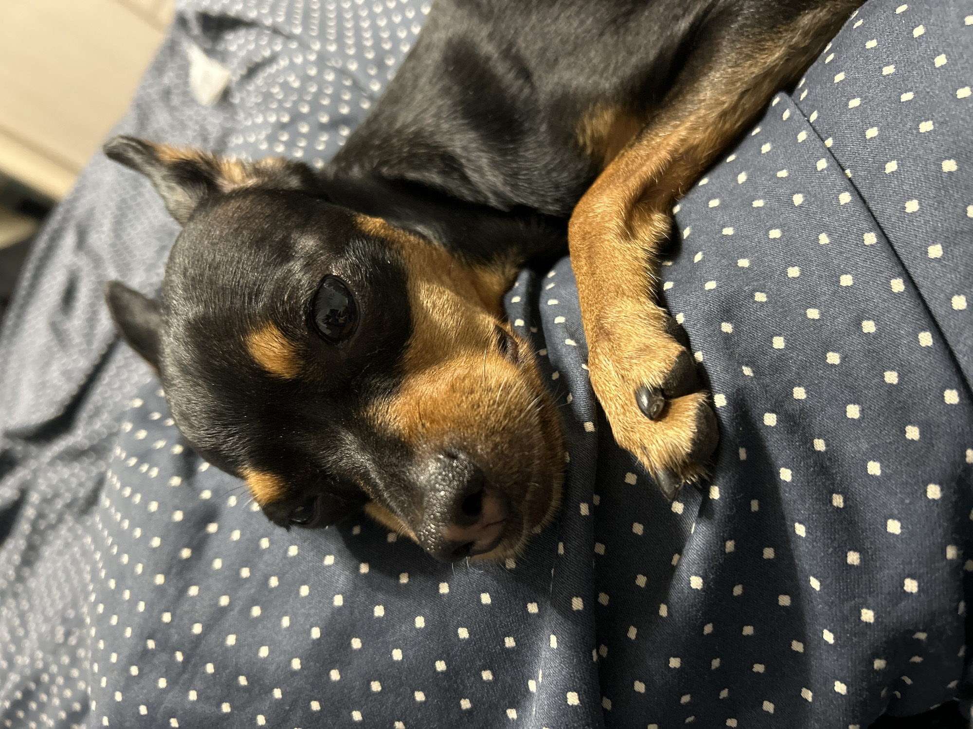 A Miniature Pinscher dog is lying down on a dark blue fabric with small white polka dots. The dog has black and tan fur, with pointed ears and dark eyes. Its head is resting on the fabric, and its front paw is visible, showing black claws. The lighting suggests an indoor environment. No specific location in Lovech, Bulgaria, can be identified from the image.