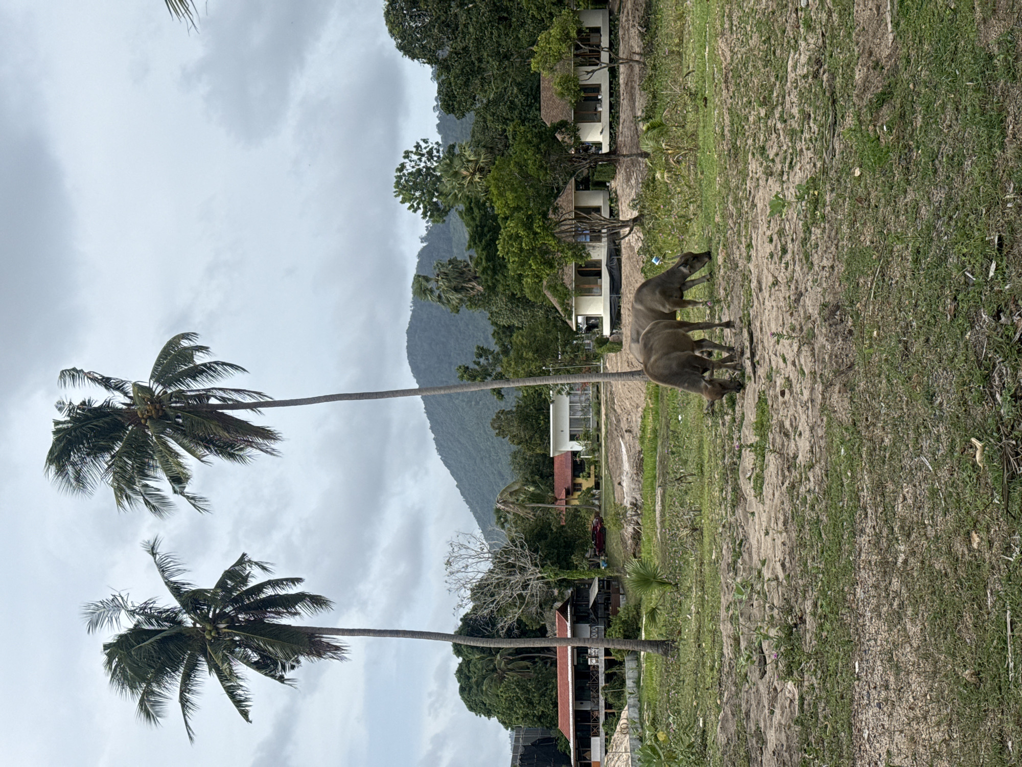 The image depicts a rural scene in the Ko Samui District of Thailand, under an overcast sky. In the foreground, two water buffaloes graze on sparse grass and sand. Behind them, several modern-style bungalows with light-colored walls and brown roofs are visible, nestled amongst lush green trees. Two tall coconut palm trees stand prominently to the left, their fronds swaying gently. Further in the background, a densely forested mountain rises against the cloudy horizon, with a few buildings visible on its slopes. A red car is parked near one of the buildings on the left. The overall atmosphere is serene and natural, characteristic of a tropical coastal environment.