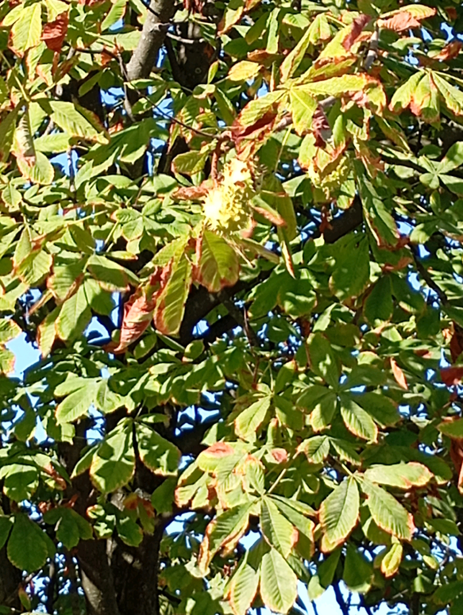 A close-up, eye-level shot captures the dense foliage of a tree, likely a horse chestnut due to the palmate leaf structure. The leaves are predominantly green, but many exhibit signs of seasonal change with reddish-brown tips and edges, suggesting the onset of autumn. Some leaves appear withered and partially dried. The sunlight filters through the canopy, creating dappled light and shadows across the leaves and branches. A dark, rough tree trunk is visible in the lower center of the image, with branches extending outwards and upwards. The background is a bright, clear blue sky, intermittently visible through the gaps in the leaves. No people or animals are present in the frame. The scene is consistent with a natural outdoor environment within a city, such as a park or street lined with trees in Horishni Plavni, Ukraine.