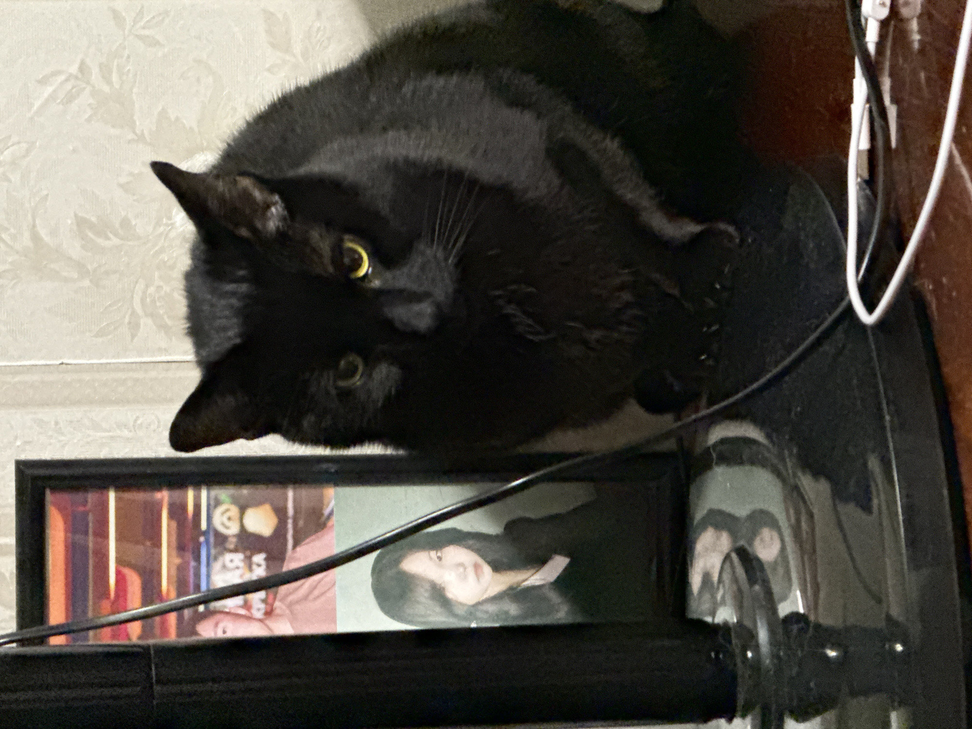 In Khimki, Russia, a black cat with yellow eyes sits on a dark surface next to a framed photograph. The photograph displays two images: the upper portion shows a person's face and background with orange lighting and text, while the lower portion features a portrait of a young woman with dark hair. A black pole, part of an unknown object, is positioned in front of the photograph, and various cables are visible on the surface. The background consists of a textured wall with a floral pattern.