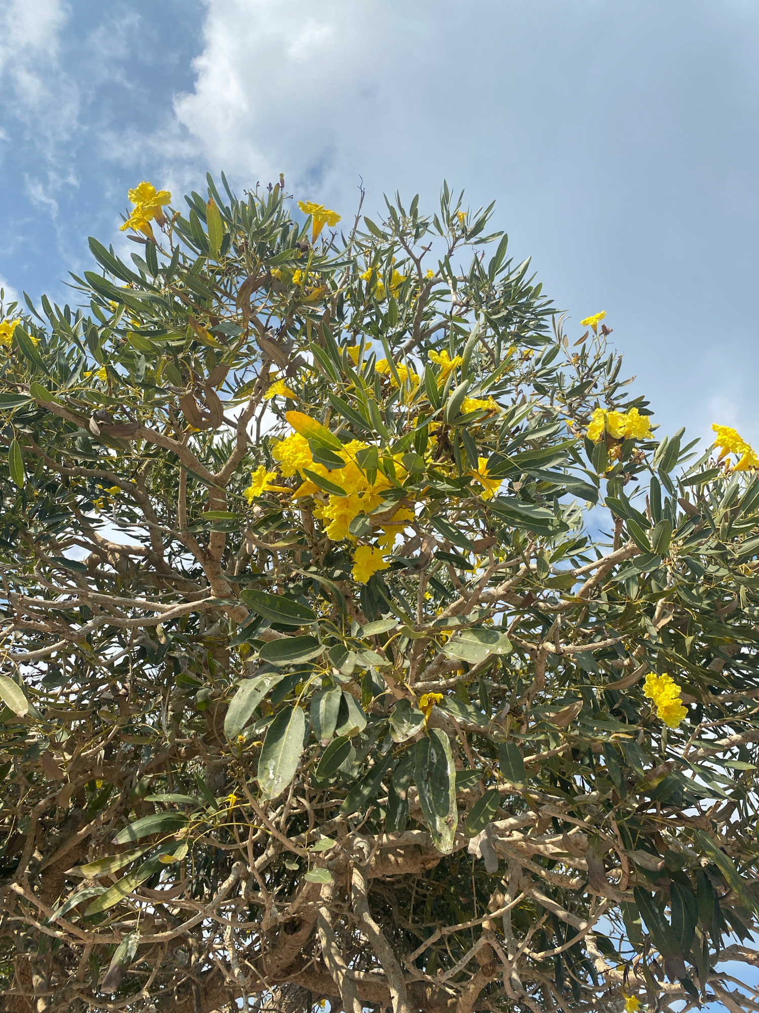 A low-angle, full-frame shot captures a tree with bright yellow flowers and green leaves against a blue sky with scattered white clouds. The tree's branches are intricate and dense, with some of its seed pods visible. The scene is located in Mandaong, Indonesia.