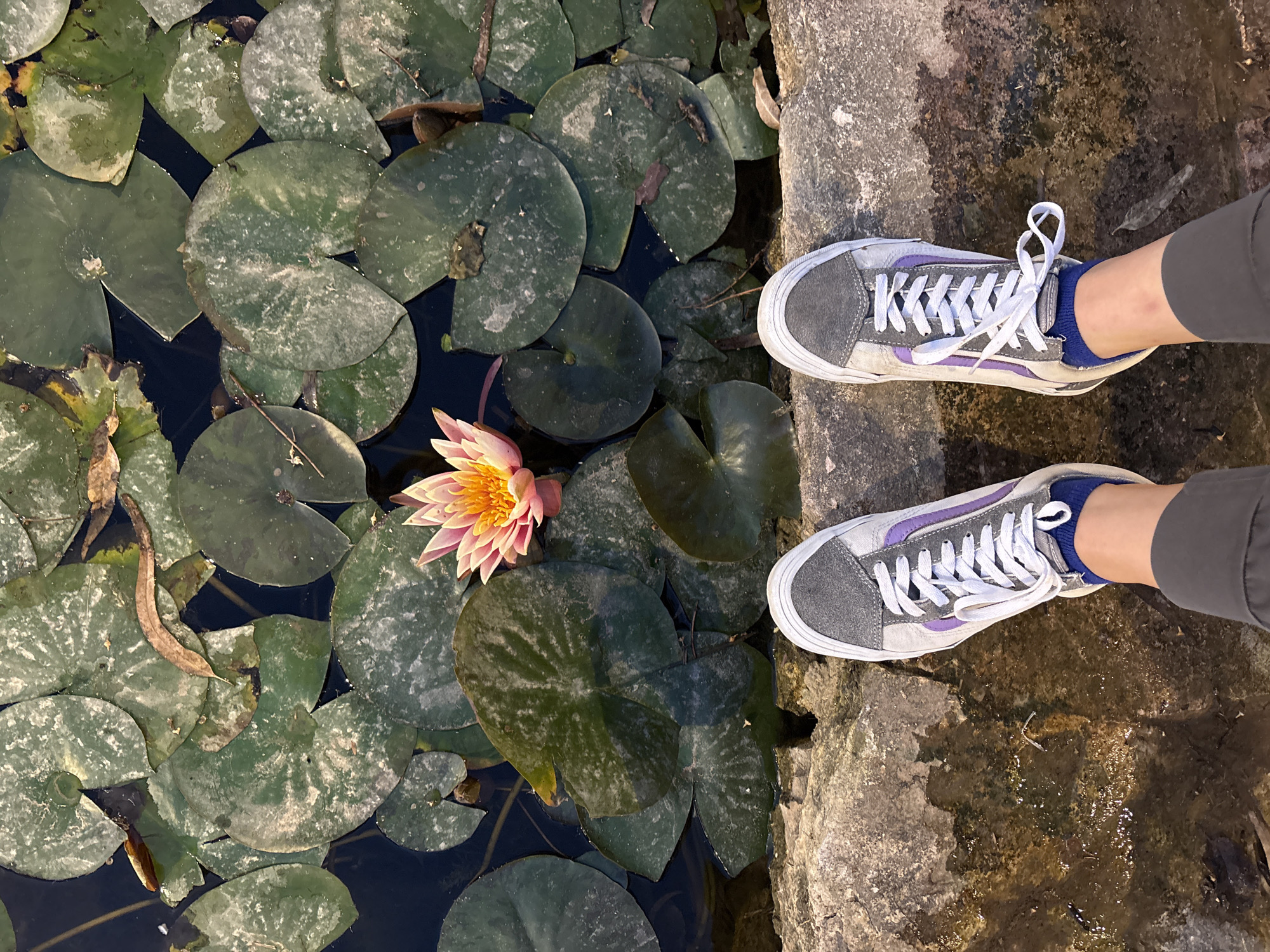 From an elevated, perpendicular perspective, the image captures a scene in Ramat Gan, Israel. The lower half of a person is visible, wearing grey trousers and two different-colored Vans sneakers (one with a blue stripe and sock, the other with a purple stripe). The person is standing on a stone ledge alongside a dark body of water densely covered with lily pads. A single pink water lily flower is in bloom amidst the lily pads. The water appears to be shallow, and the stone ledge has signs of water marks. The lily pads show some wear, with a few dry leaves and discoloration.