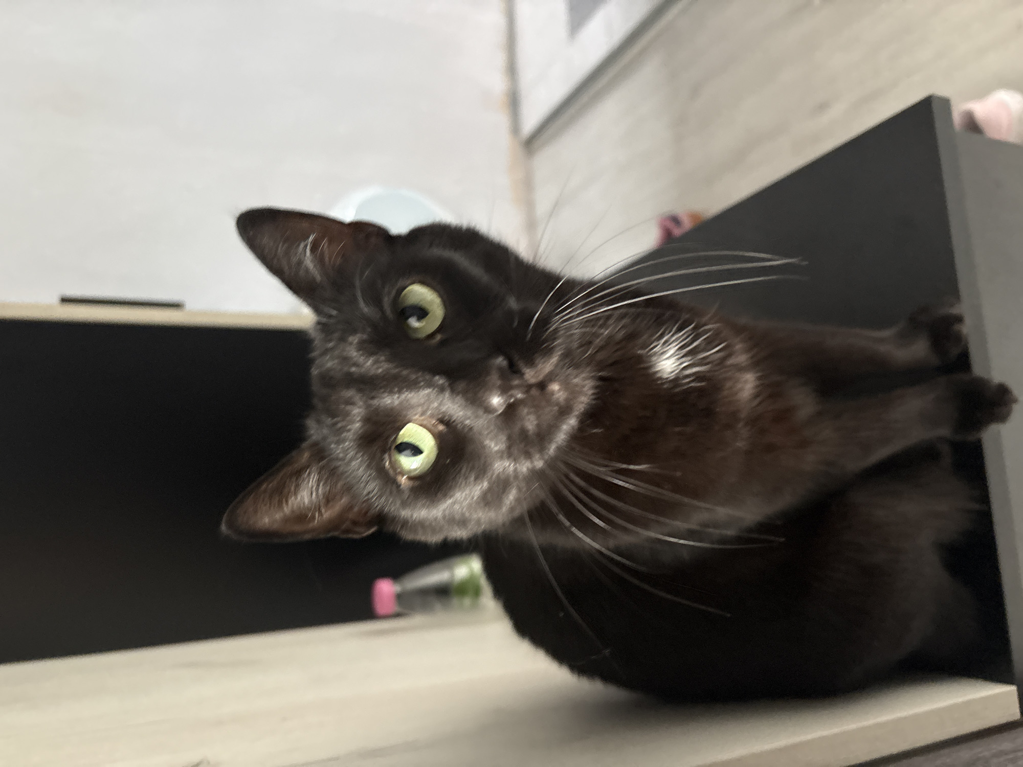 A black cat with green eyes is sitting on a dark surface, looking directly at the camera. The cat has a small patch of white fur on its chest. In the background, there is a white wall, a black cabinet, and a bottle with a pink cap. The floor appears to be made of light-colored wood. The image does not provide enough information to determine its location in Plovdiv, Bulgaria.