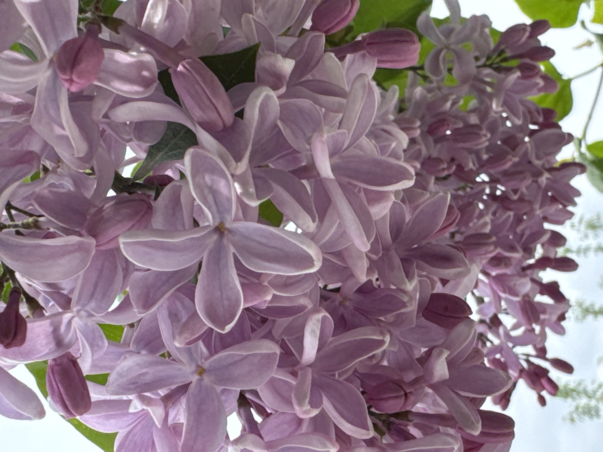 The image shows a cluster of light purple lilac flowers, possibly hanging from a tree. The flowers are densely packed together, and some green leaves are visible among the blossoms. The background appears to be a bright sky. Location: Unknown, Unknown.