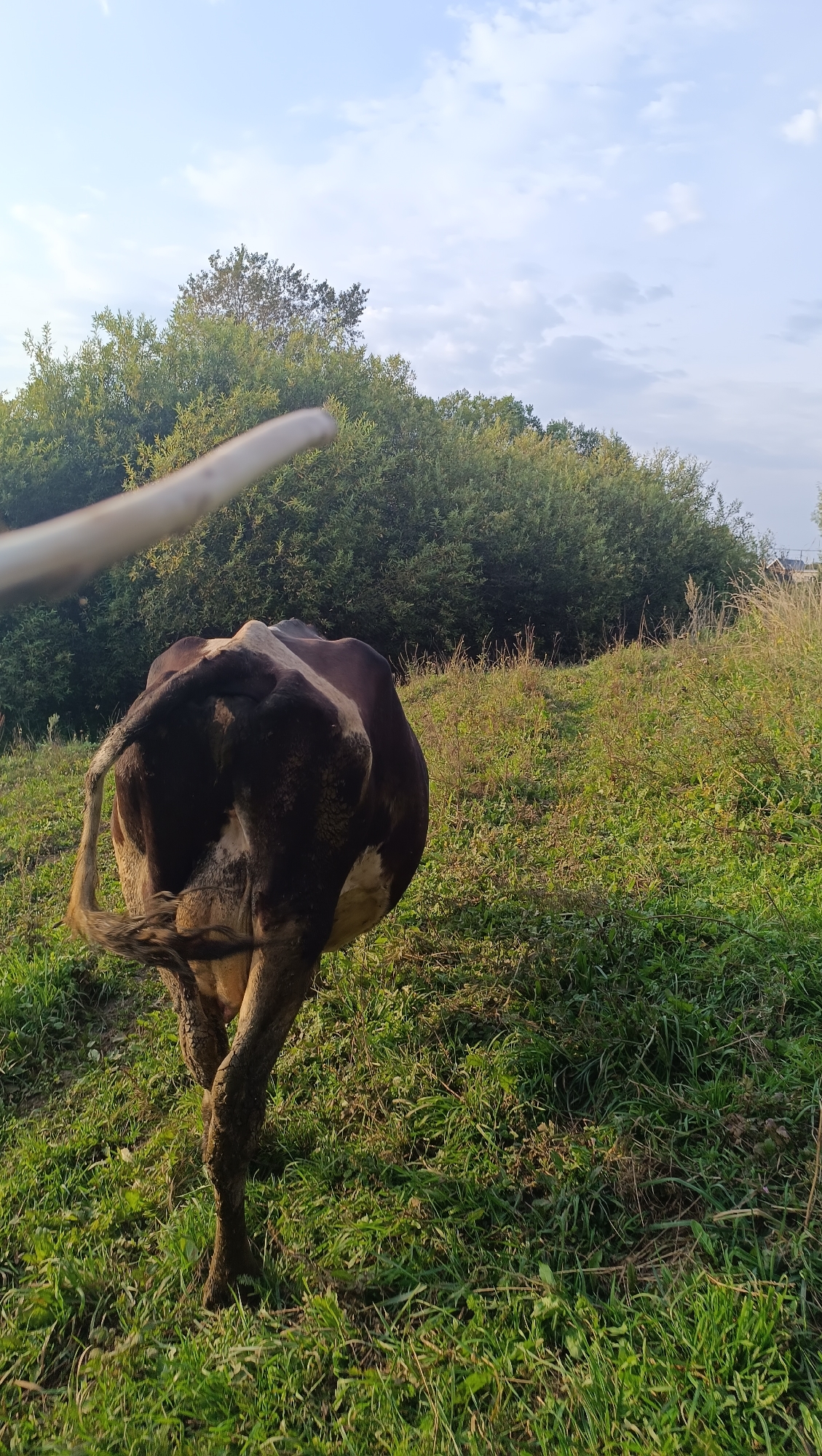 A brown and white cow stands in a grassy field, facing away from the camera. Its tail is swishing. In the background, a dense line of green trees borders the field. The sky above is blue with scattered white clouds. A light-colored, elongated object, possibly a pole or branch, is visible in the foreground, partially obscuring the upper portion of the image. There is no indication of the city of Karsha, Russia, in this image.