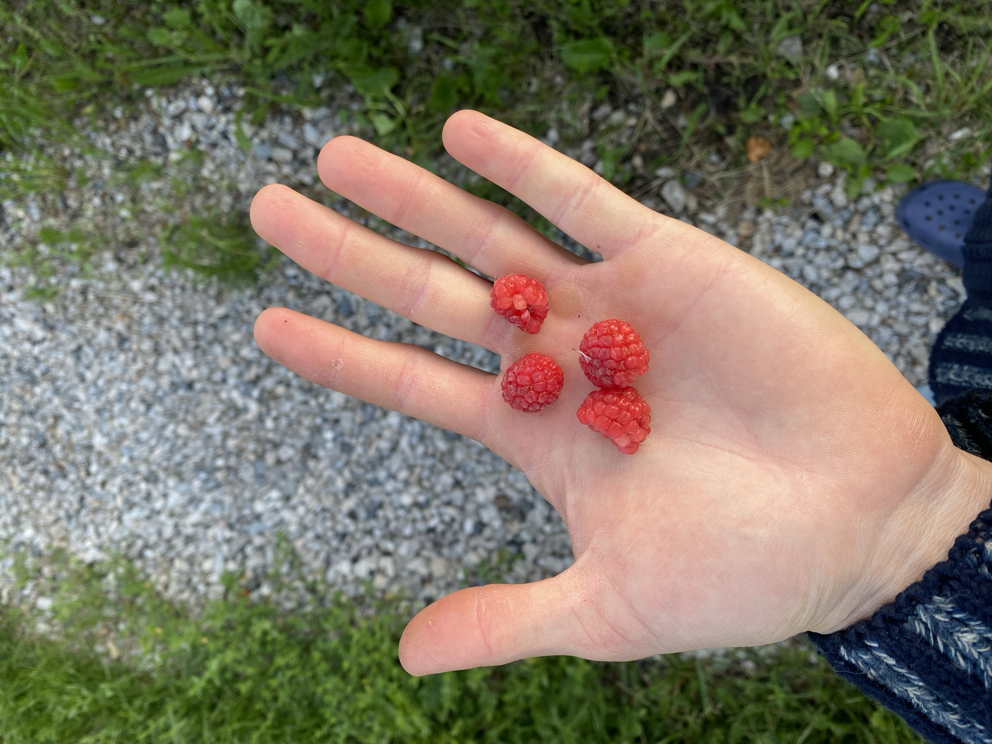 A close-up, overhead shot shows a person's open, left hand holding four ripe raspberries. The raspberries are a vibrant red and appear to be clustered on the palm and lower part of the fingers. The hand is illuminated by natural light, highlighting the texture of the skin. In the background, a path of gray gravel is visible, bordered by green grass and vegetation. The scene is likely outdoors, possibly in a garden or park setting. The image does not contain any recognizable landmarks or specific features that would indicate a precise location within Oktyabr'skii, Russia.