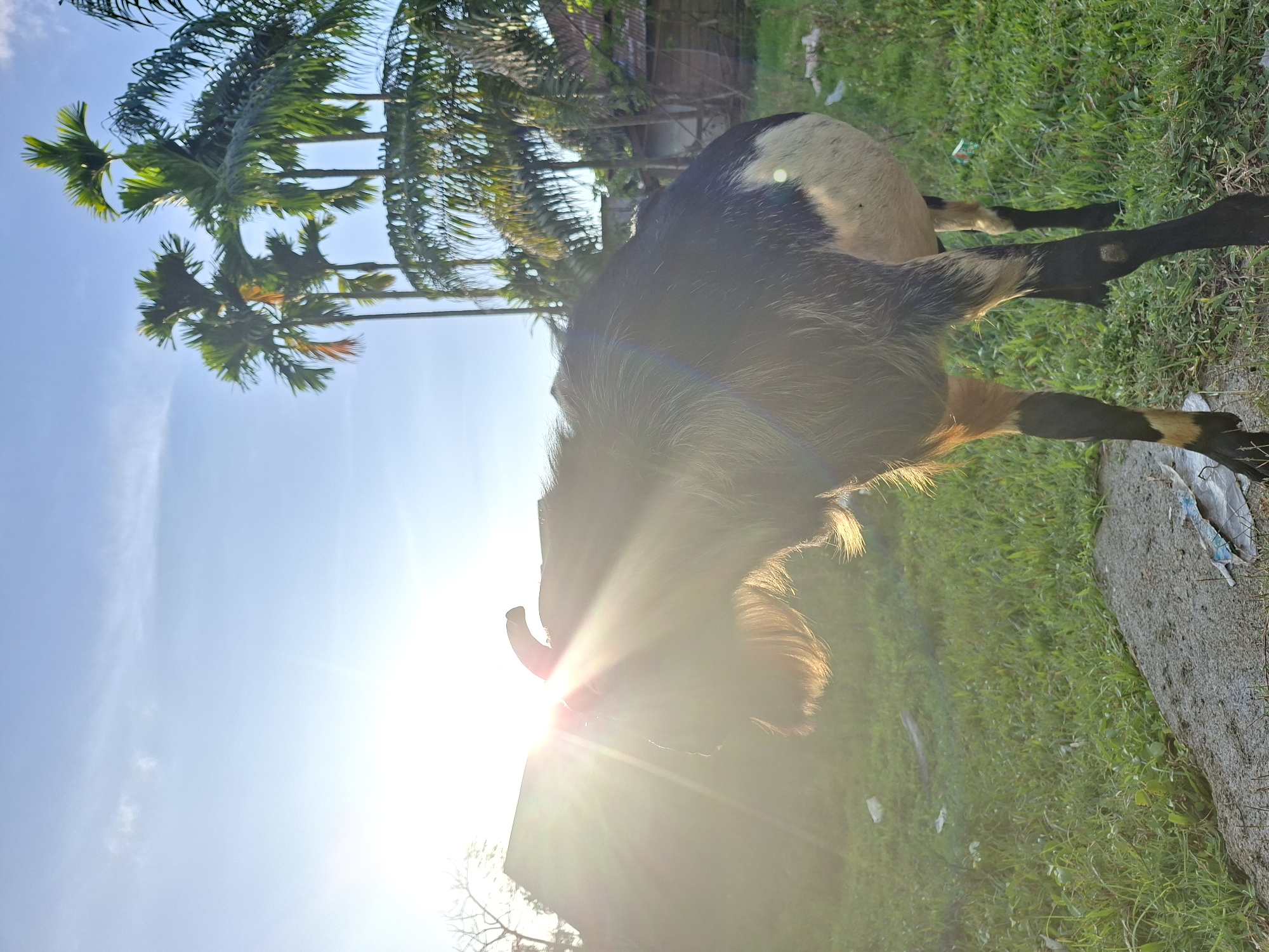 The image shows a goat standing on a grassy area. The background includes palm trees against a blue sky with bright sunlight. The location appears to be outdoors, possibly in a rural or semi-rural setting. The presence of palm trees suggests a tropical climate. There is nothing in the image to suggest the specific location within the city of Lhokseumawe, Indonesia.