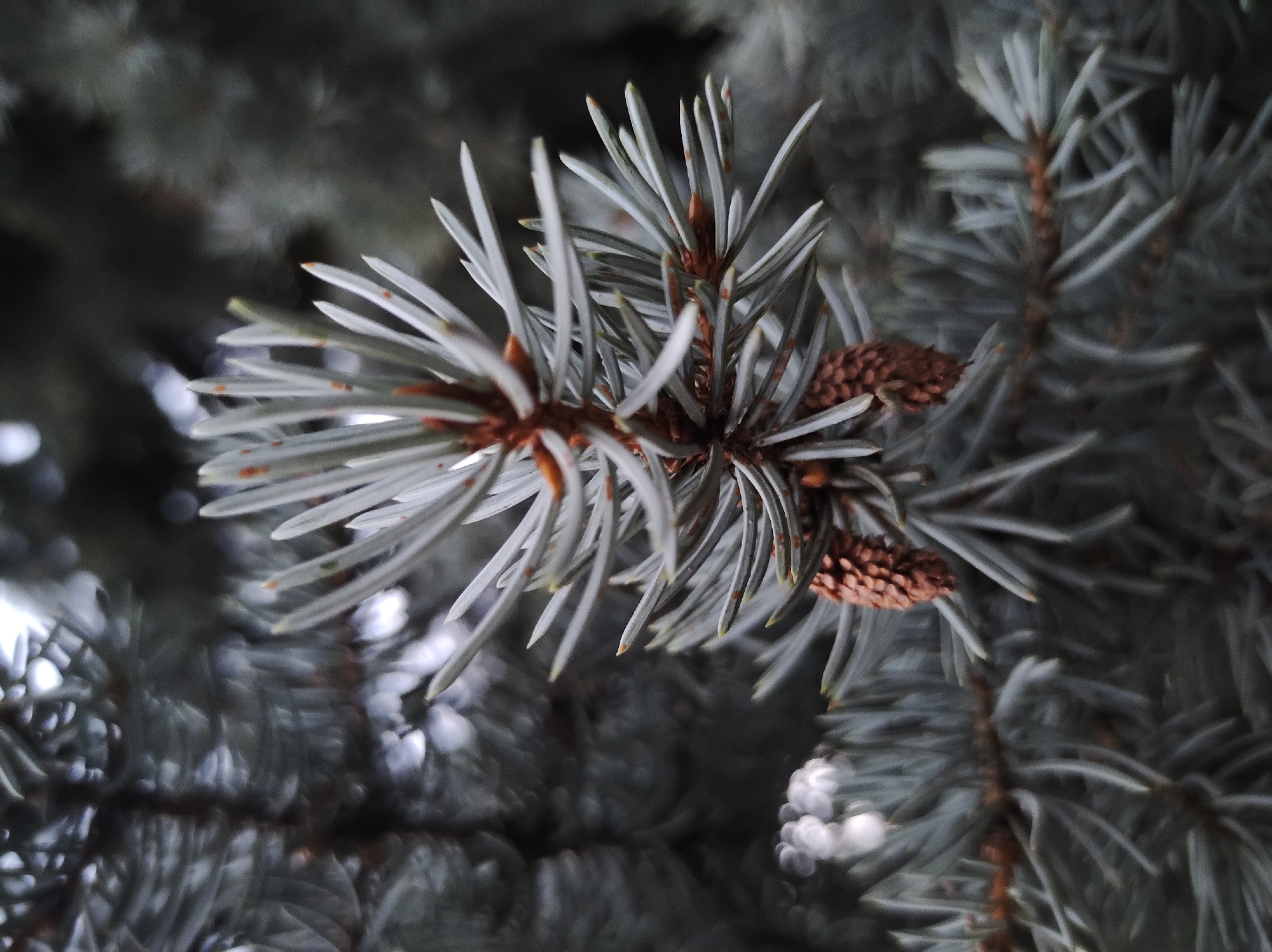 A close-up, full-frame shot focuses on a cluster of light blue-green pine needles on a branch, with two small pinecones visible. The needles are sharp and pointed, with hints of reddish-brown at their bases. The background is out of focus, showing a dark, muted green and gray environment. The image appears to be taken outdoors, possibly in a park or forest, in Mikhaylovka, Russia. The lighting is soft and diffused, suggesting an overcast day or early morning. There are no people or animals visible in the frame.