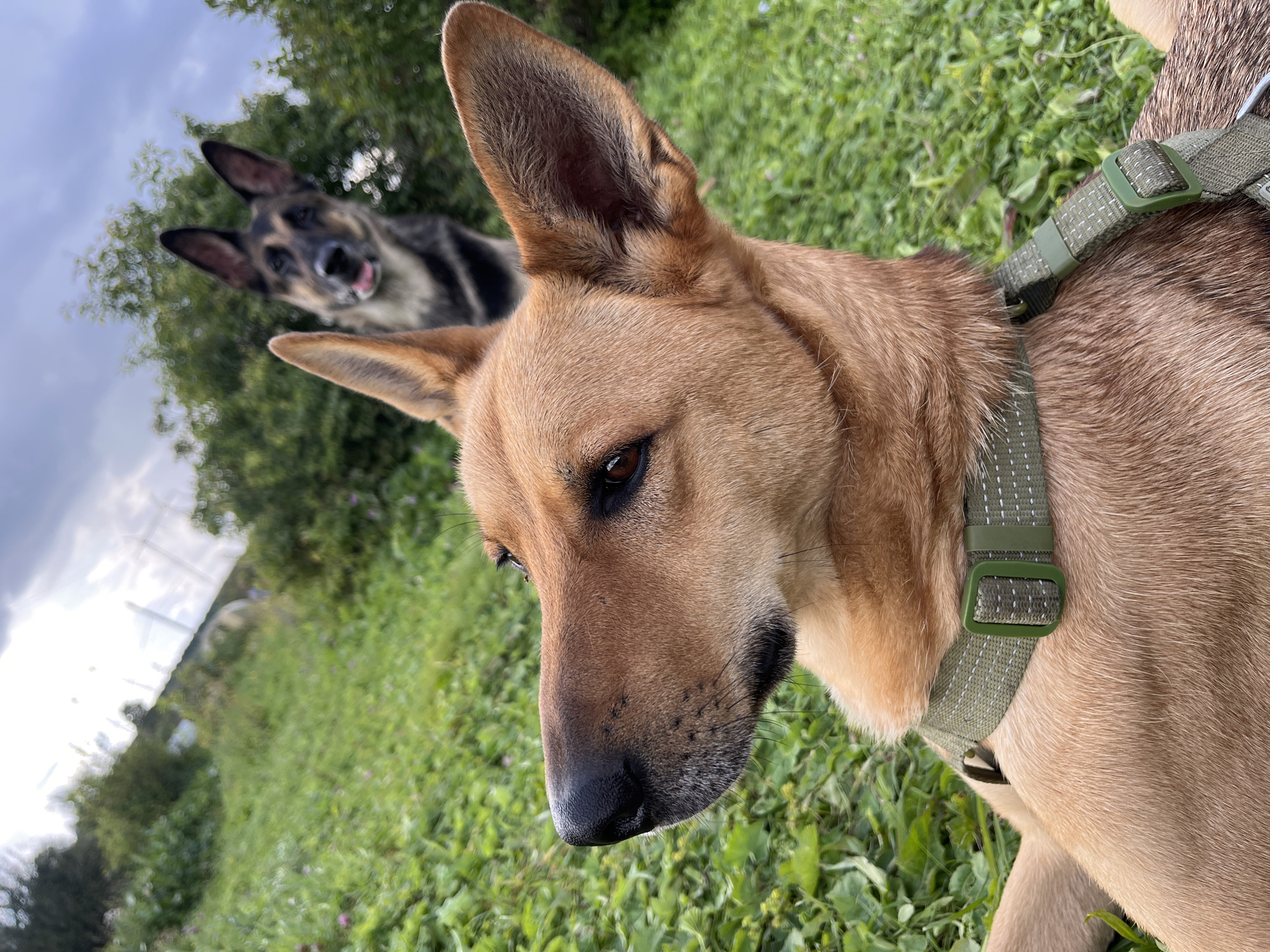 The image depicts two dogs outdoors in a grassy area with trees and bushes in the background under a cloudy sky. The dog in the foreground is a tan-colored breed, possibly a shepherd mix, wearing a green collar. It is looking to the left, with its head and upper body prominently featured. The second dog, a German Shepherd, is visible in the background, looking towards the camera with its tongue slightly out. The environment suggests a natural setting, possibly a park or a rural area, and there is no indication of the specific location within Nizhny Tagil, Russia.