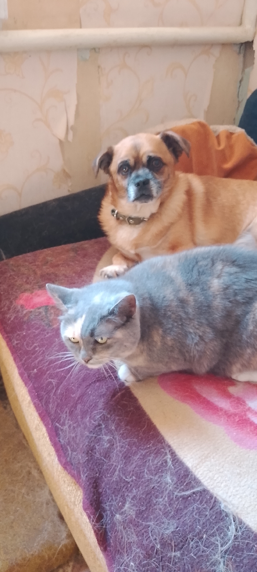 An indoor, eye-level, medium shot shows a small, tan-colored dog and a grey and white calico cat lying on a patterned blanket. The dog is in the background, looking towards the viewer with a slightly sad expression. It has dark eyes, a black nose, and tan fur with some grey around its muzzle. It is wearing a simple, dark-colored collar. The cat is in the foreground, facing left and looking down with its eyes partially closed. It has grey, white, and faint orange patches of fur. The blanket they are on has thick, horizontal stripes of purple, beige, and pink. In the upper background, a portion of a wall with peeling wallpaper and a white pipe is visible. The lighting appears to be artificial and somewhat dim, casting subtle shadows. The scene is likely a domestic setting in Belgorod, Russia, given the context.